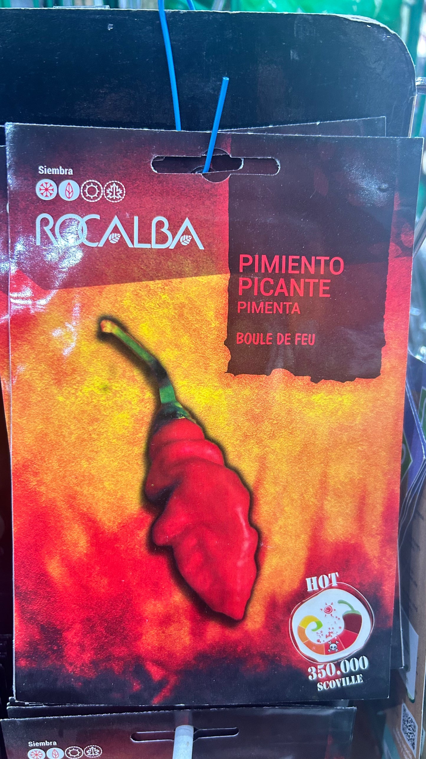 Chili paprika vetőmag Rocalba