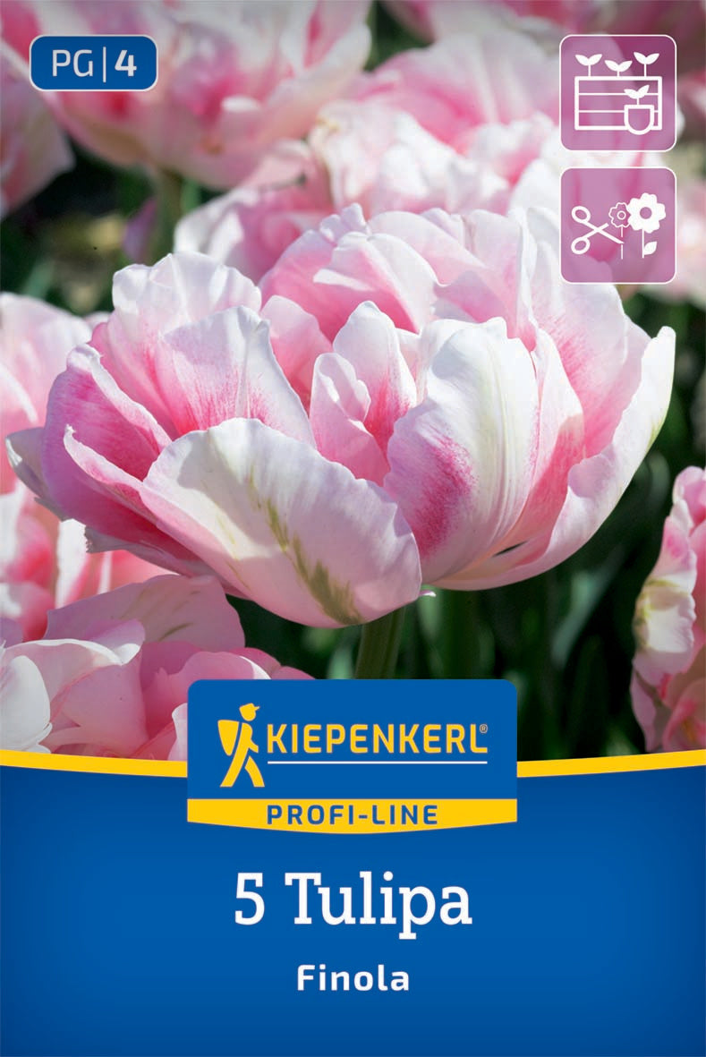 Virághagyma (őszi ültetésű) tulipán teltvirágú "Finola"