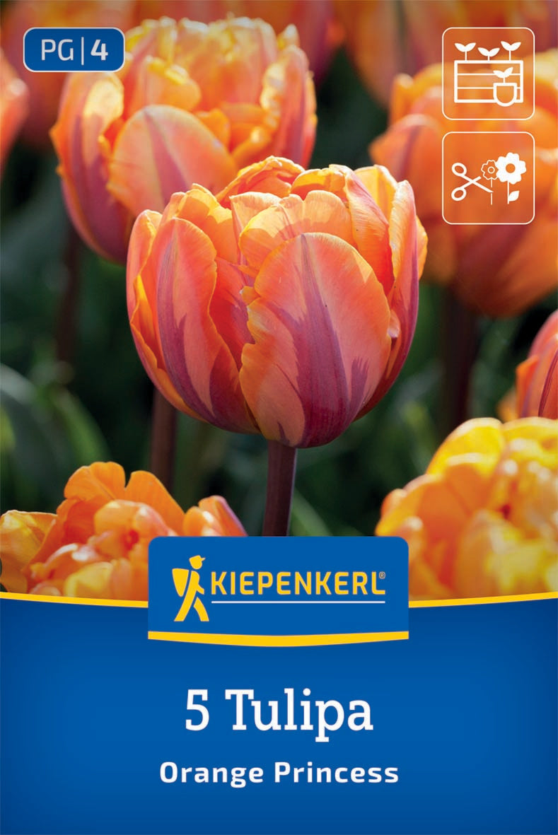 Virághagyma (őszi ültetésű) kései telt tulipán Orange Princess