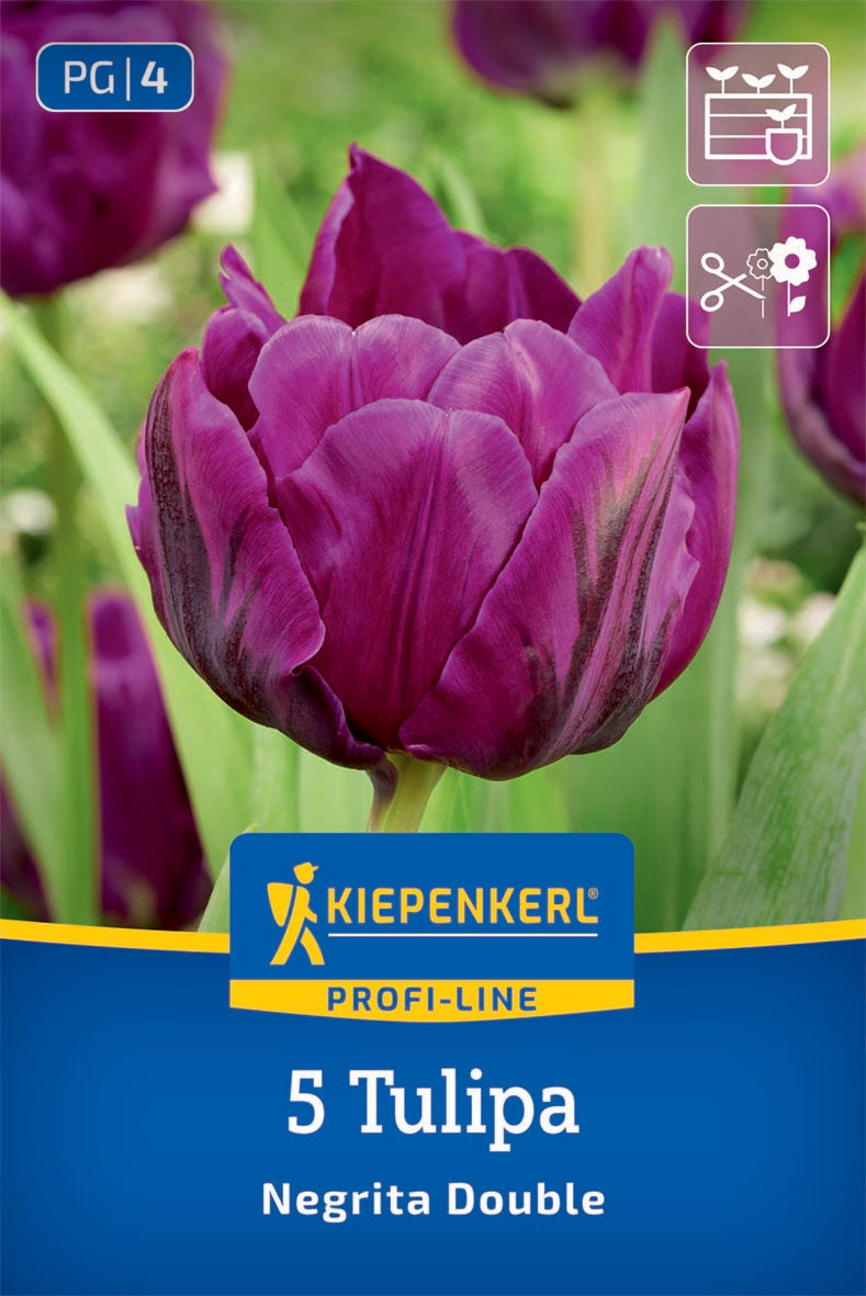 Virághagyma (őszi ültetésű) kései telt tulipán Negrita Double