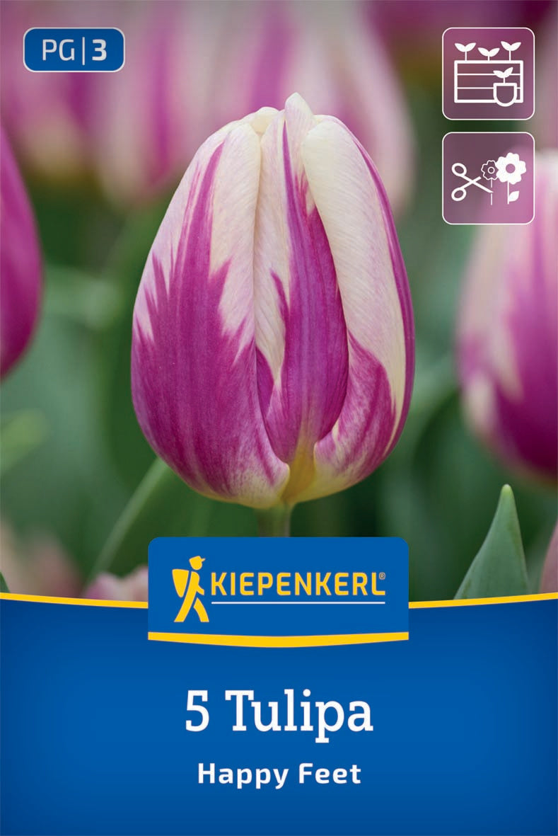 Virághagyma (őszi ültetésű) tulipán Happy Feet