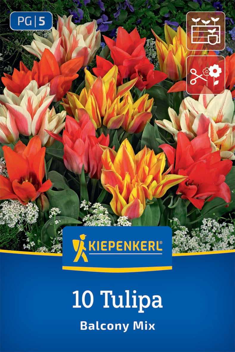 Virághagyma (őszi ültetésű) balkontulipán mix Greigii