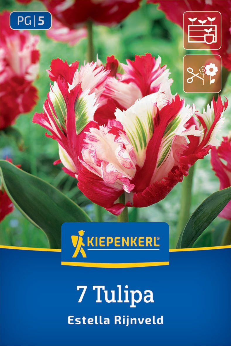 Virághagyma (őszi ültetésű) papagájtulipán Estella Rijnveld