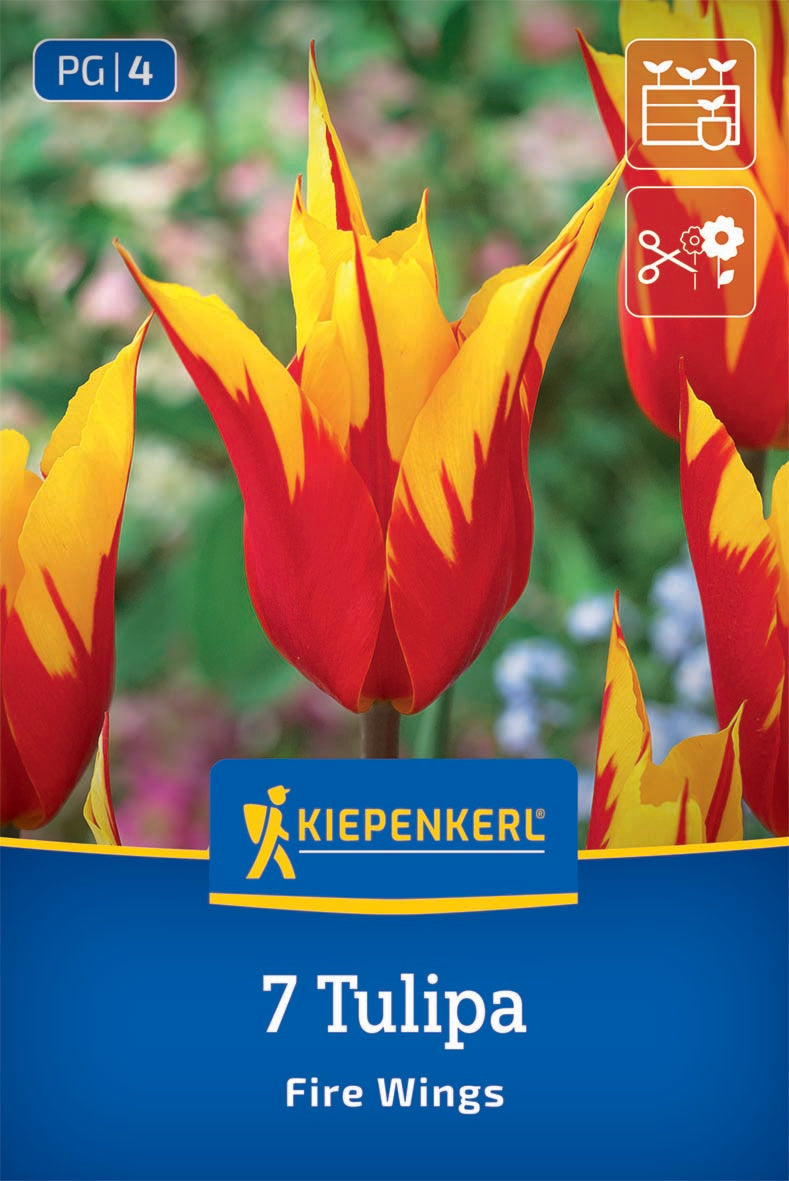 Virághagyma (őszi ültetésű) liliomvirágú tulipán Fire Wings
