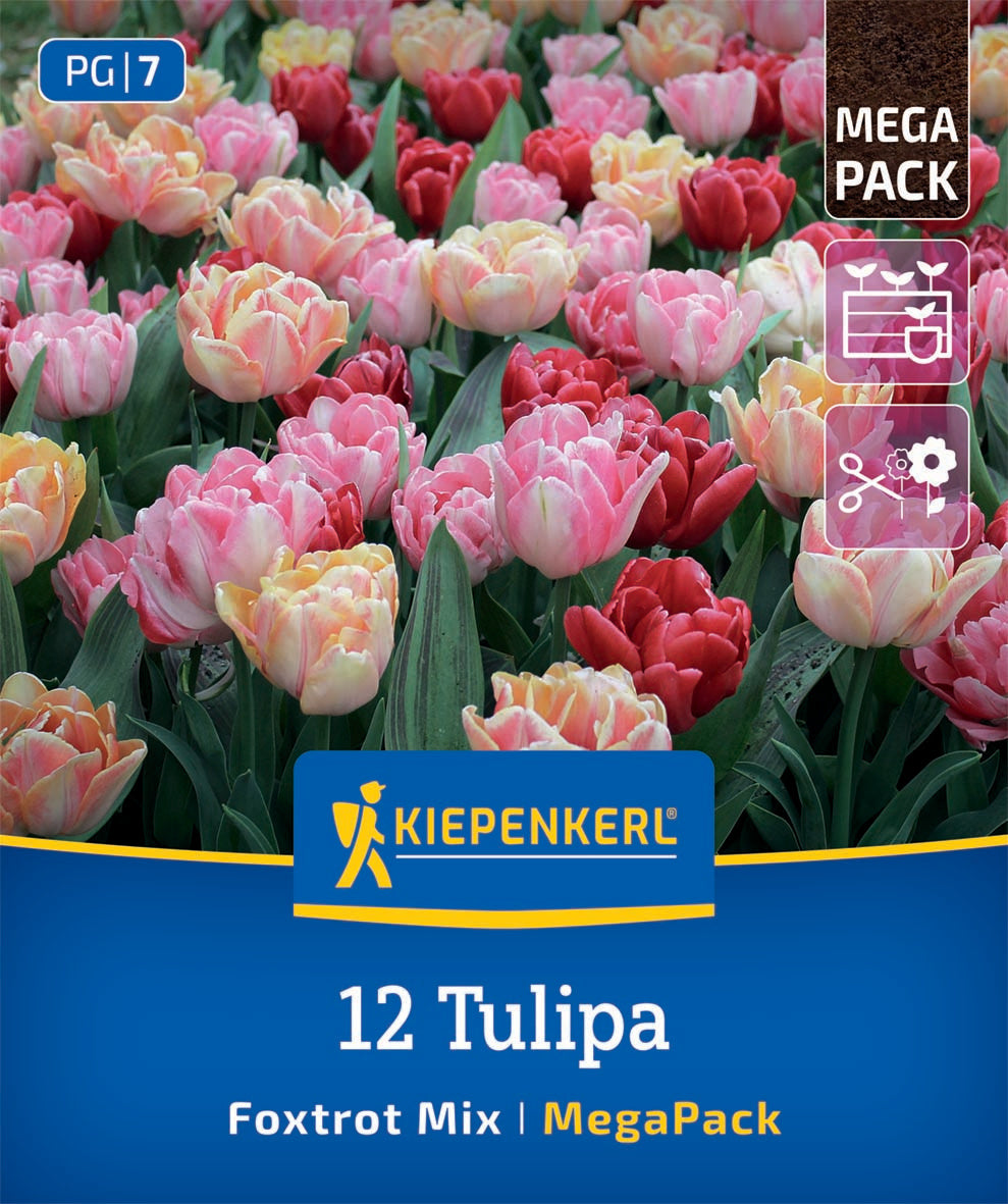 Virághagyma (őszi ültetésű) korai teltvirágú tulipán mix Foxtrot