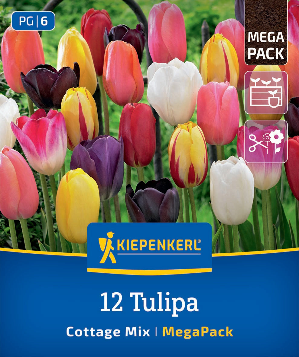 Virághagyma (őszi ültetésű) késői tulipán mix Cottage