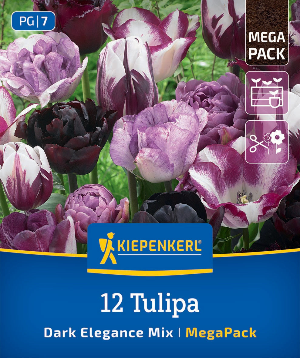 Virághagymák (őszi ültetésű) elegáns tulipán mix