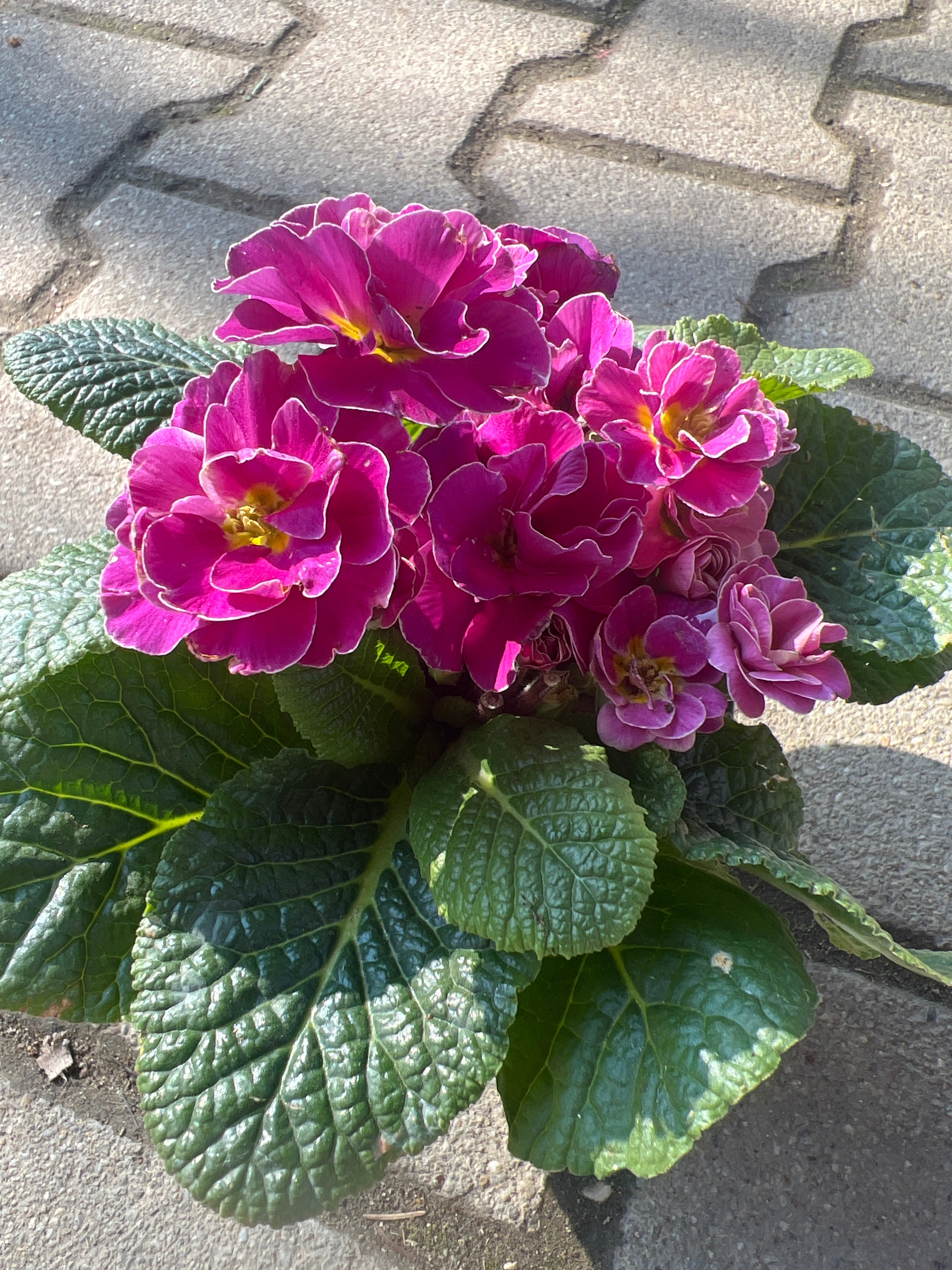 Kankalim Primula Queen több színben