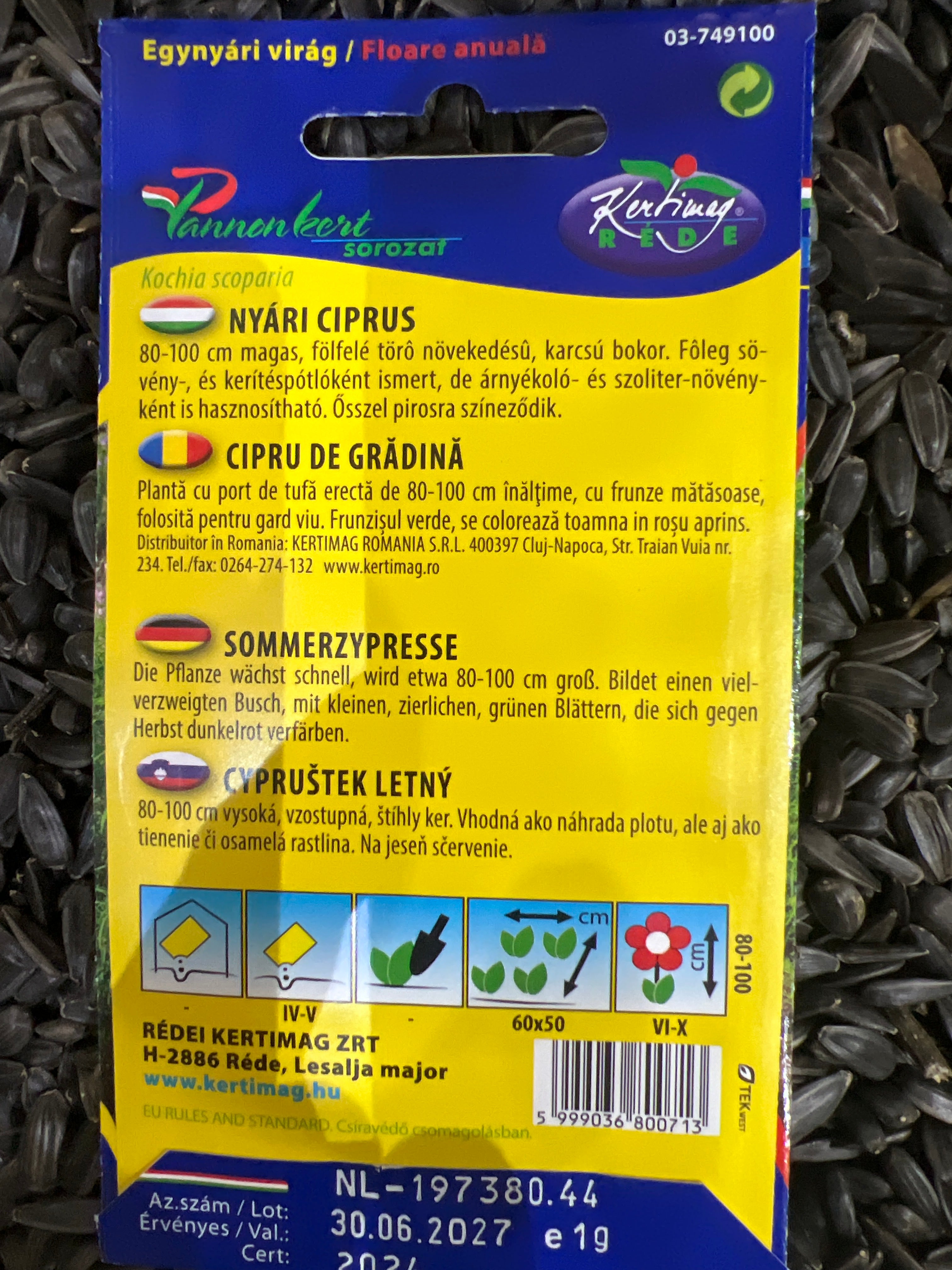 Nyári Ciprus egynyári