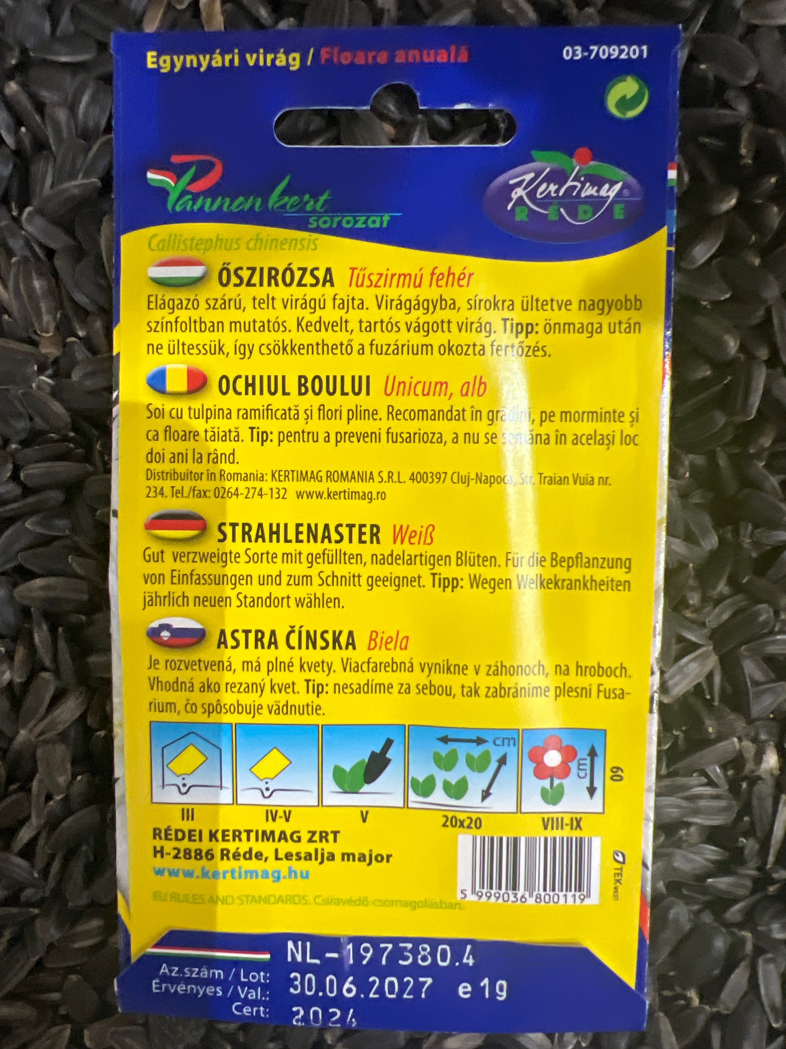 Őszirózsa-tűszirmú fehér