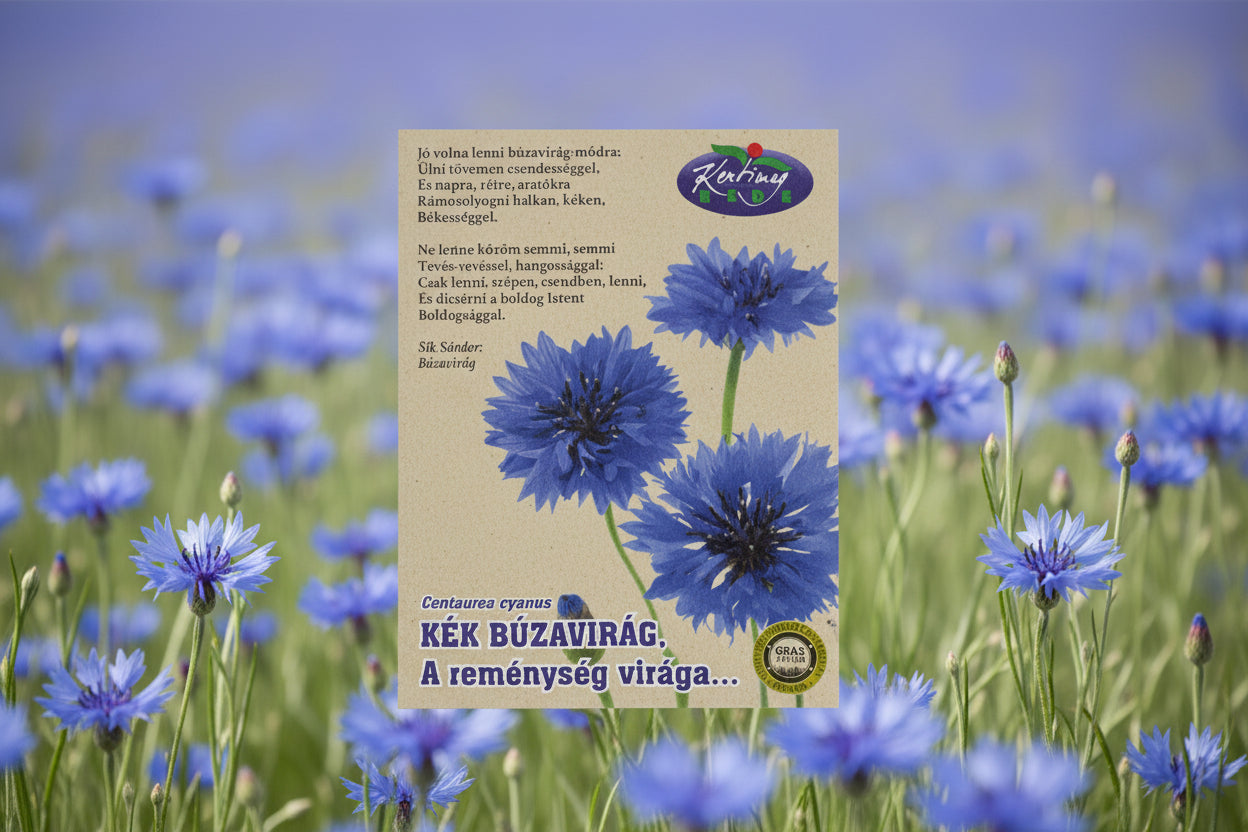 Búzavirág kék