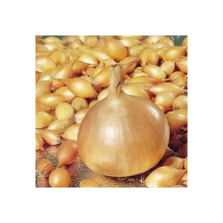 Dughagyma Cupido 500g 8-16mm