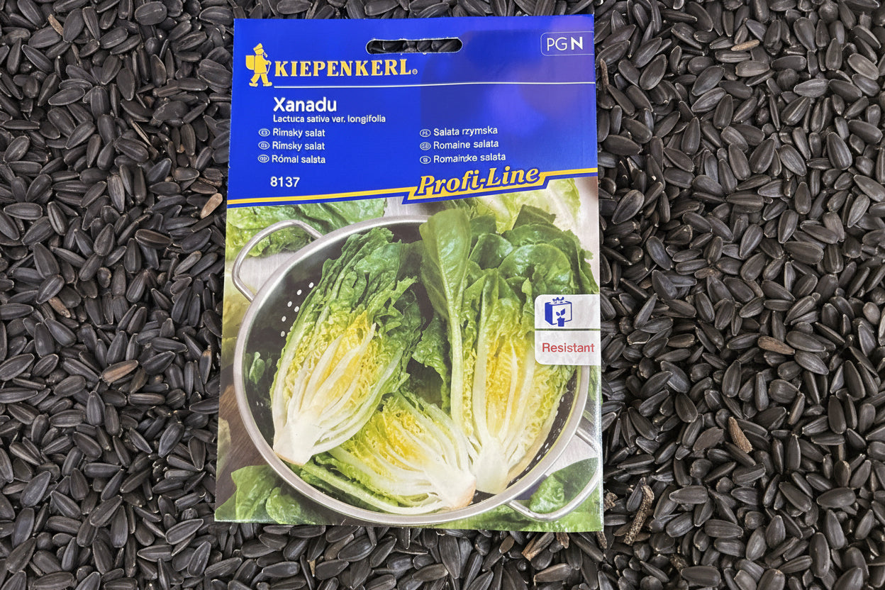 Római saláta Xandau