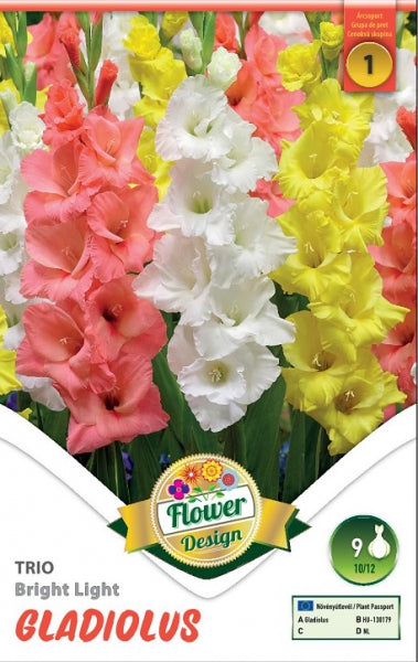 Kardvirág gladiolus bright light trio