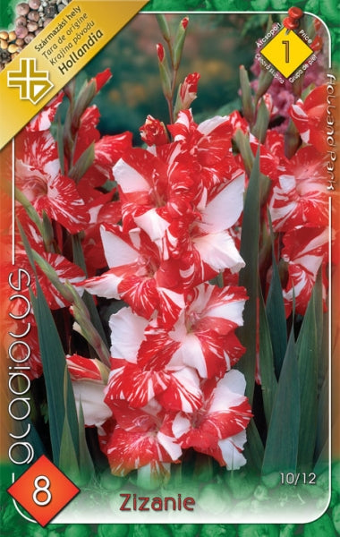 Kardvirág gladiolus koi pursuit