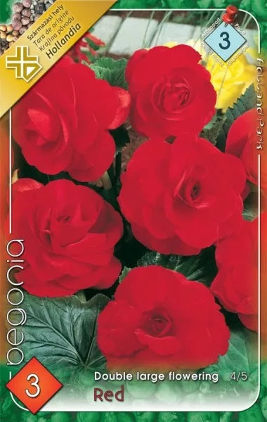 Begonia Double / Begónia Teltvirágú Red 3db -Elite-