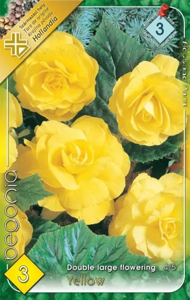 Begonia Double / Begónia Teltvirágú Yellow ( Sárga ) 3DB -ELITE-