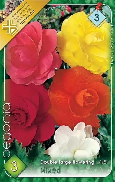 Begonia Double / Begónia Teltvirágú színkeverék