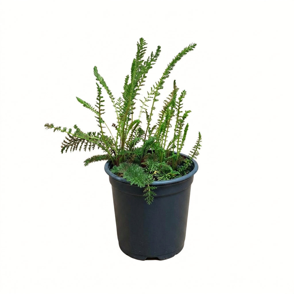 Cickafark ACHILLEA MILLEFOLIUM