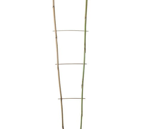 Bambusz létra