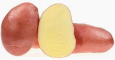 Vetőburgonya minigumó Desiree (középérésű, piros héj, sárga hús) - 50 szemes