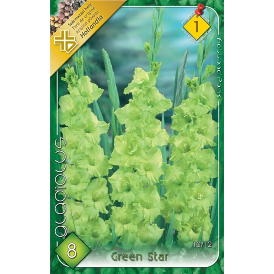 Kardvirág green star