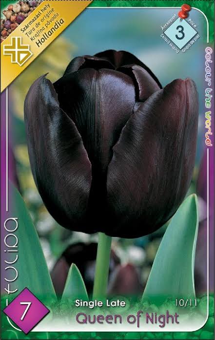 Tulipán virághagyma QUEEN OF NIGHT
