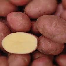 Vetőburgonya minigumò Red Scarlett (középkorai, piros héjú, sárga húsú)- 50 szemes