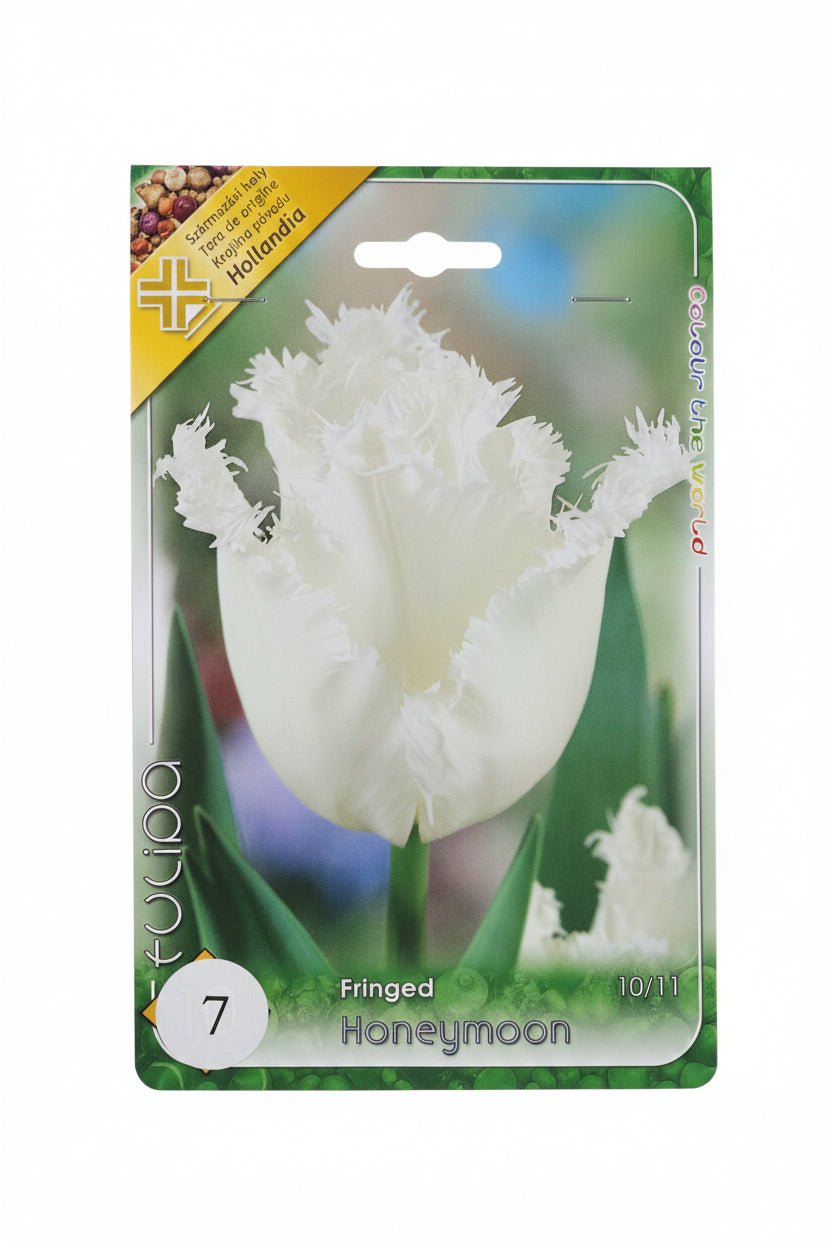 Őszi tulipán virághagyma honeymoon