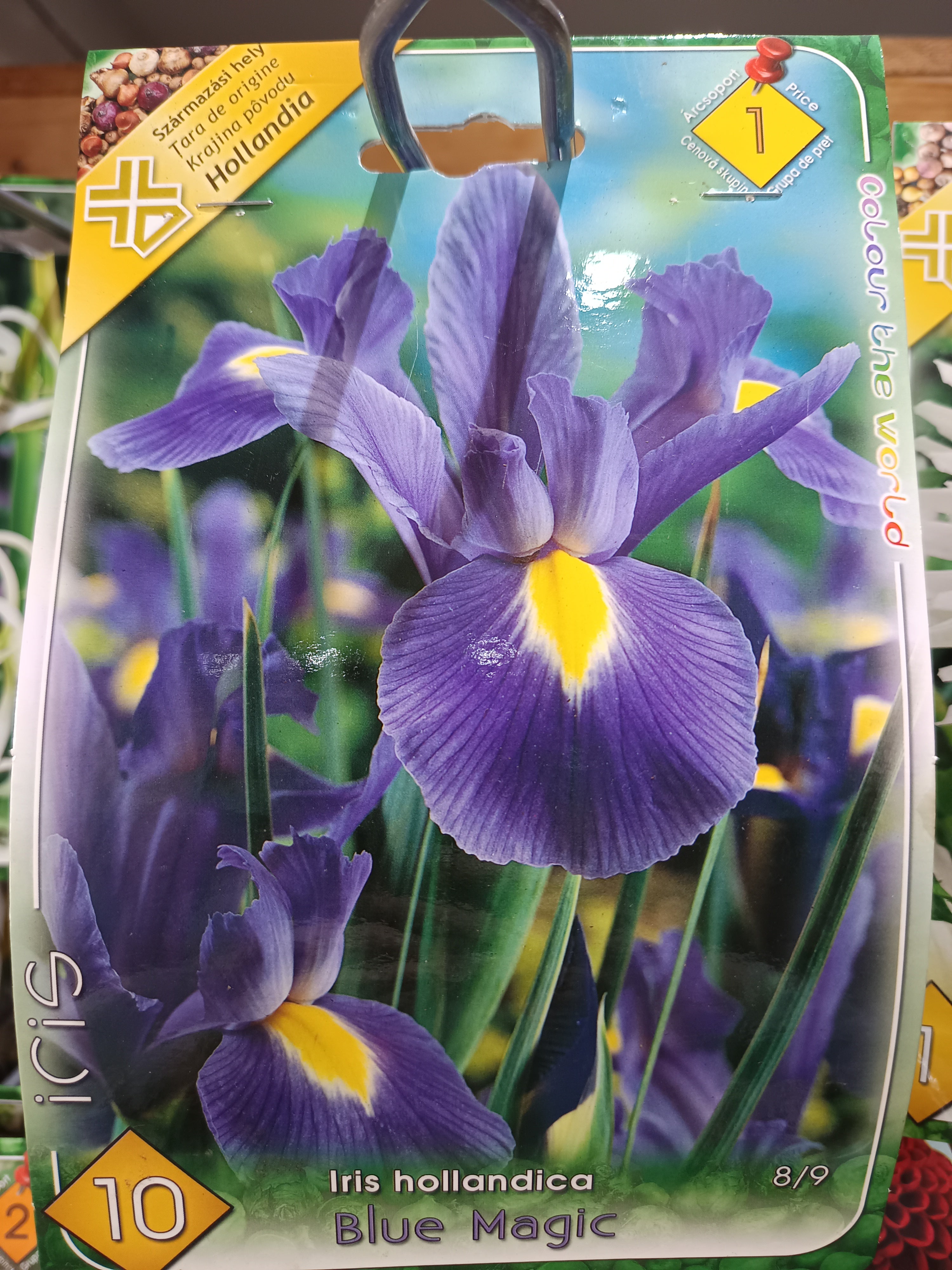 Virághagyma Írisz hollandica Blue Magic 10db