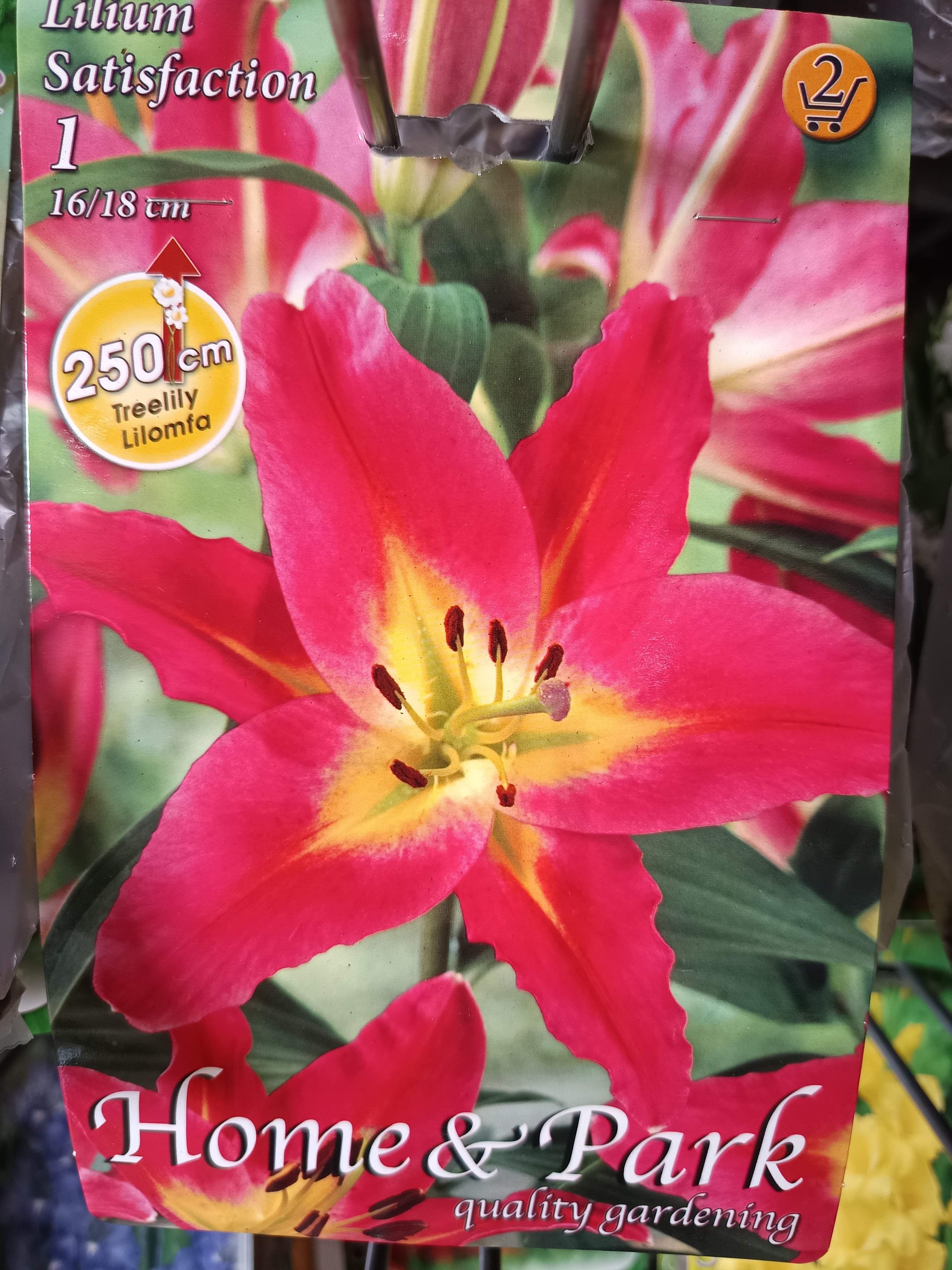 Virághagyma Liliom Satisfaction 1db