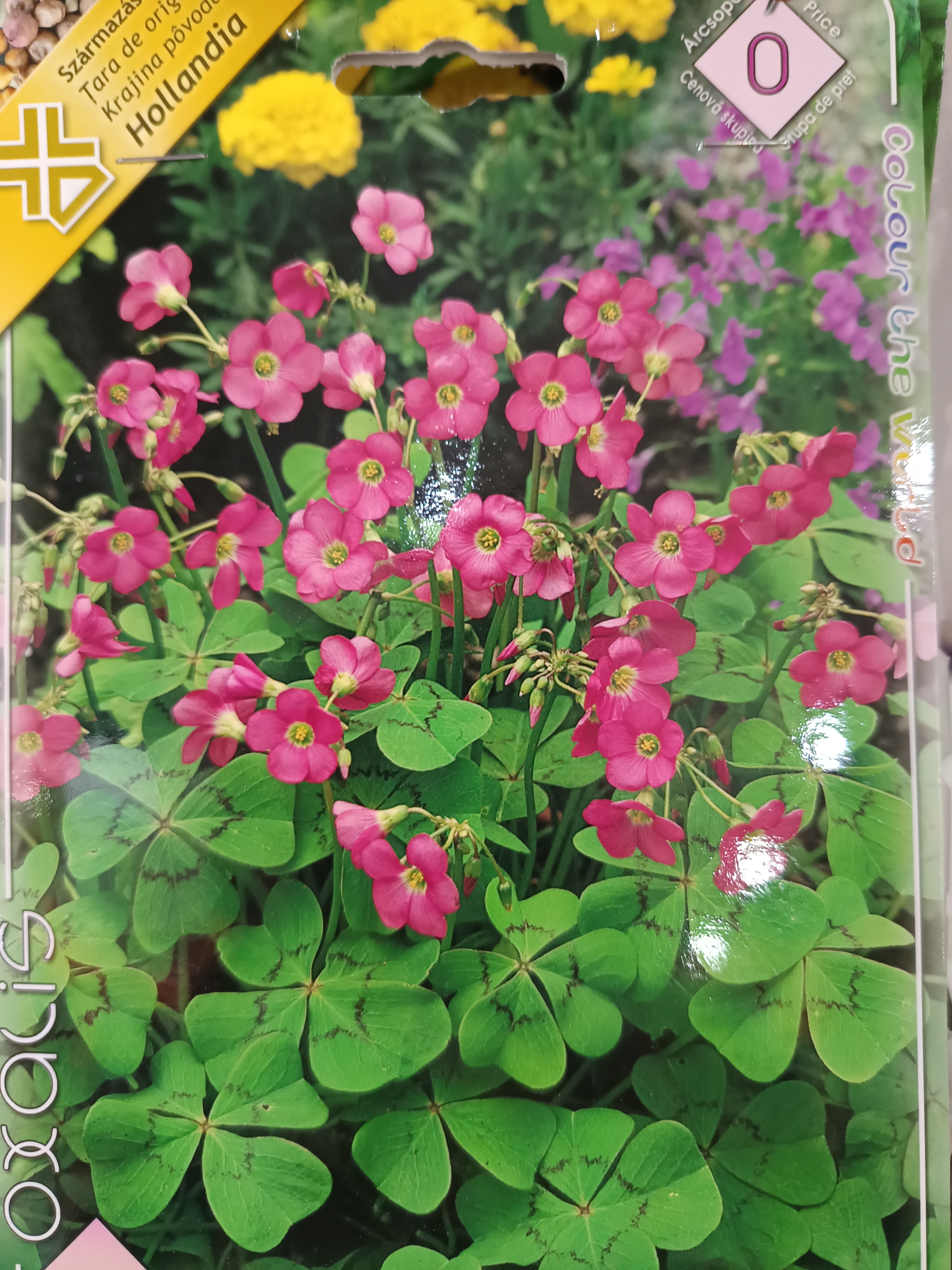 Oxalis "Négylevelű lóhere virág) hagyma