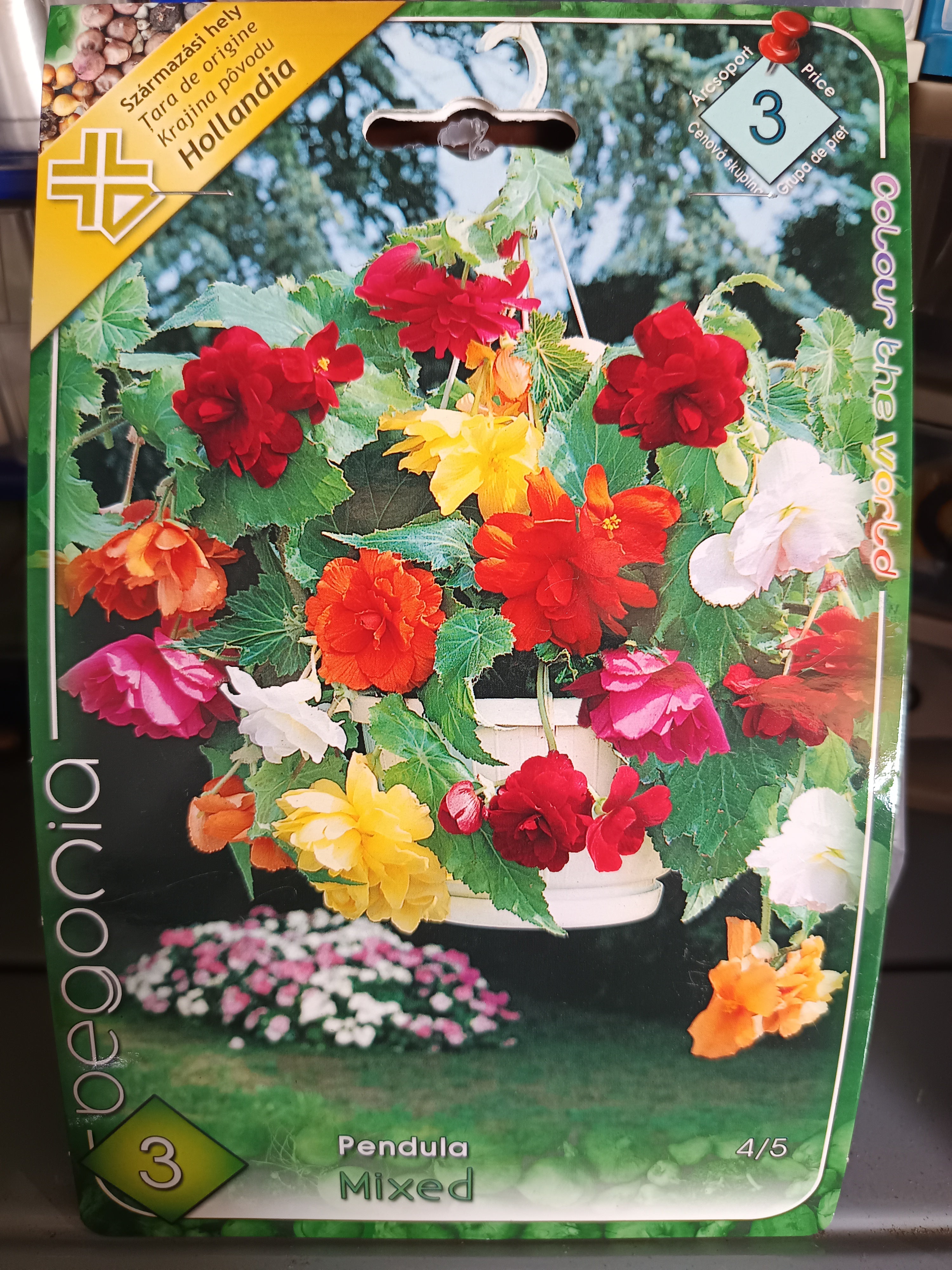Virághagyma Pendula Mixed 3db