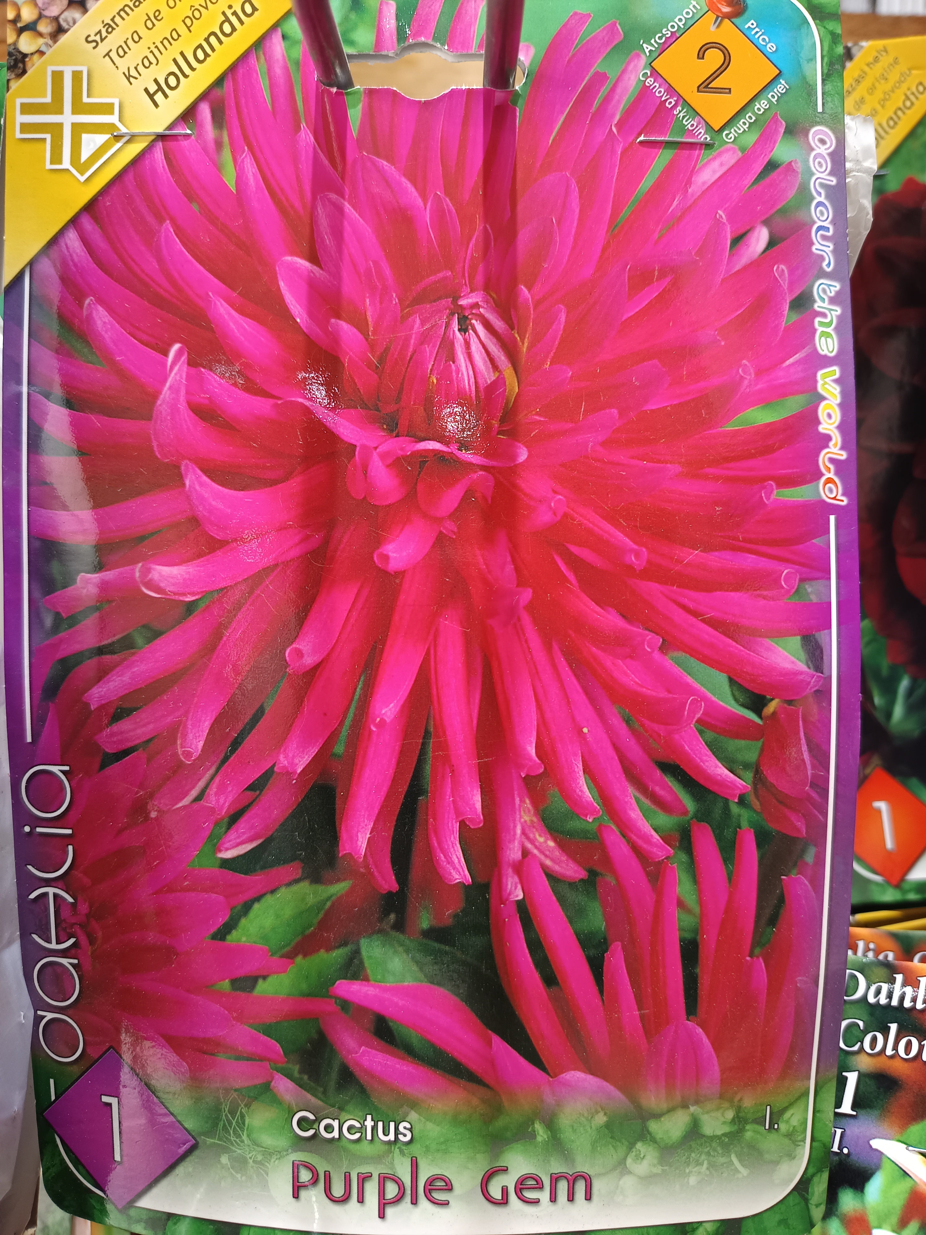 Virághagyma Dália kaktusz Purple Gem 1db