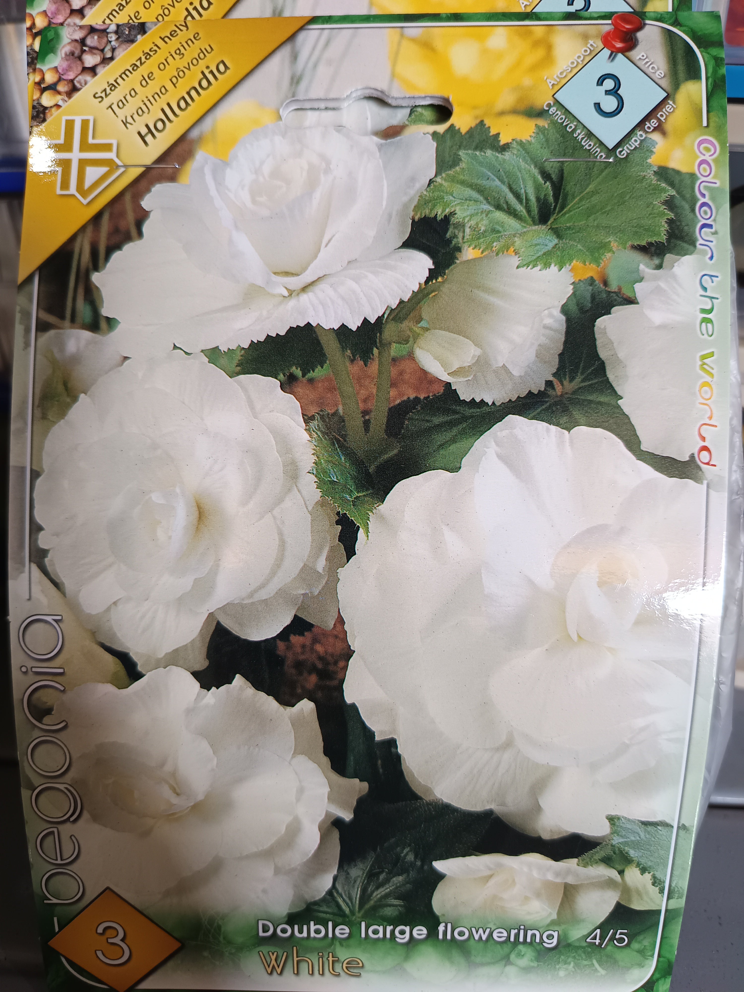 Begonia Double large flowering White 3db