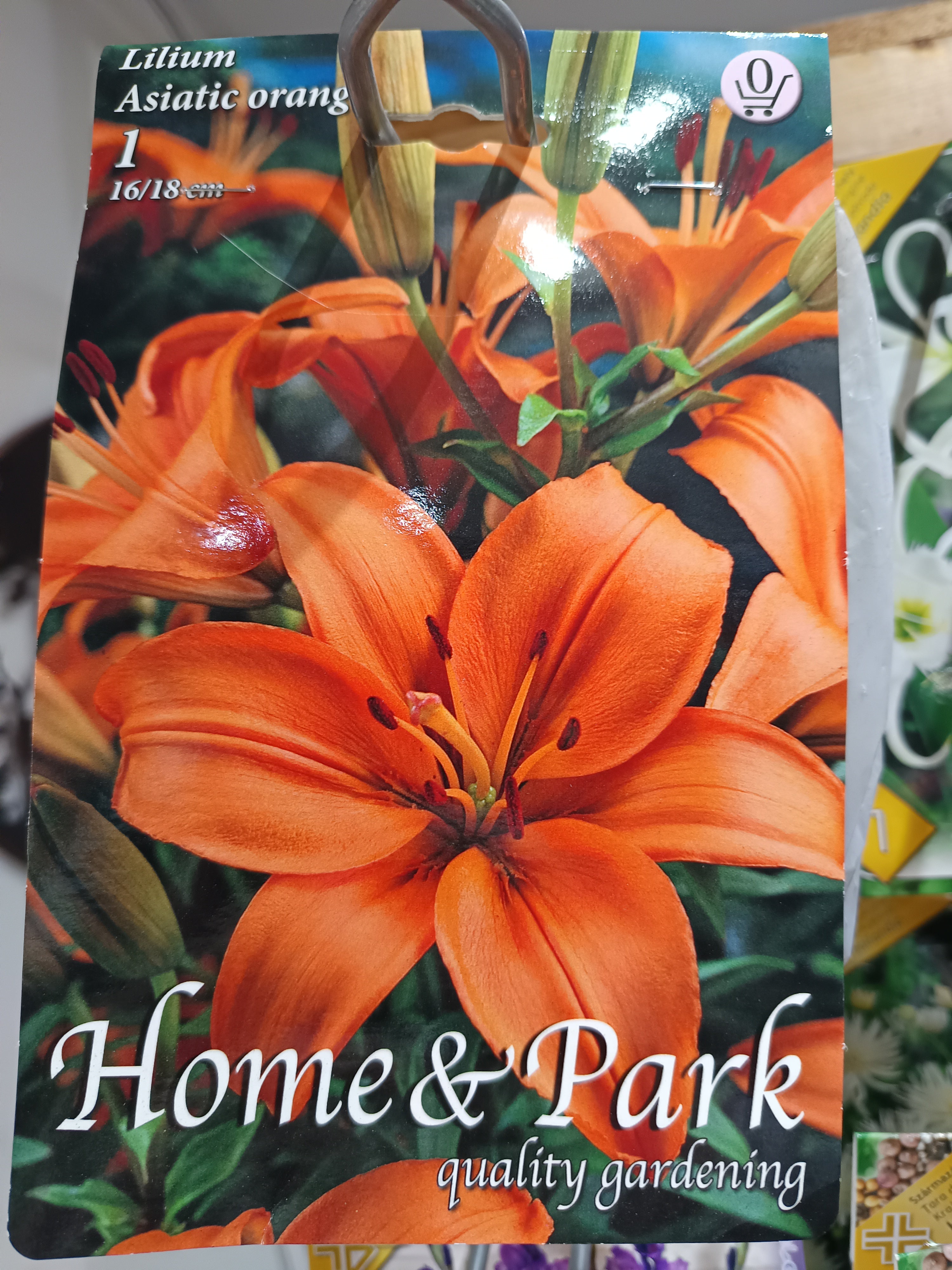 Liliom Asiatic Orange 1db