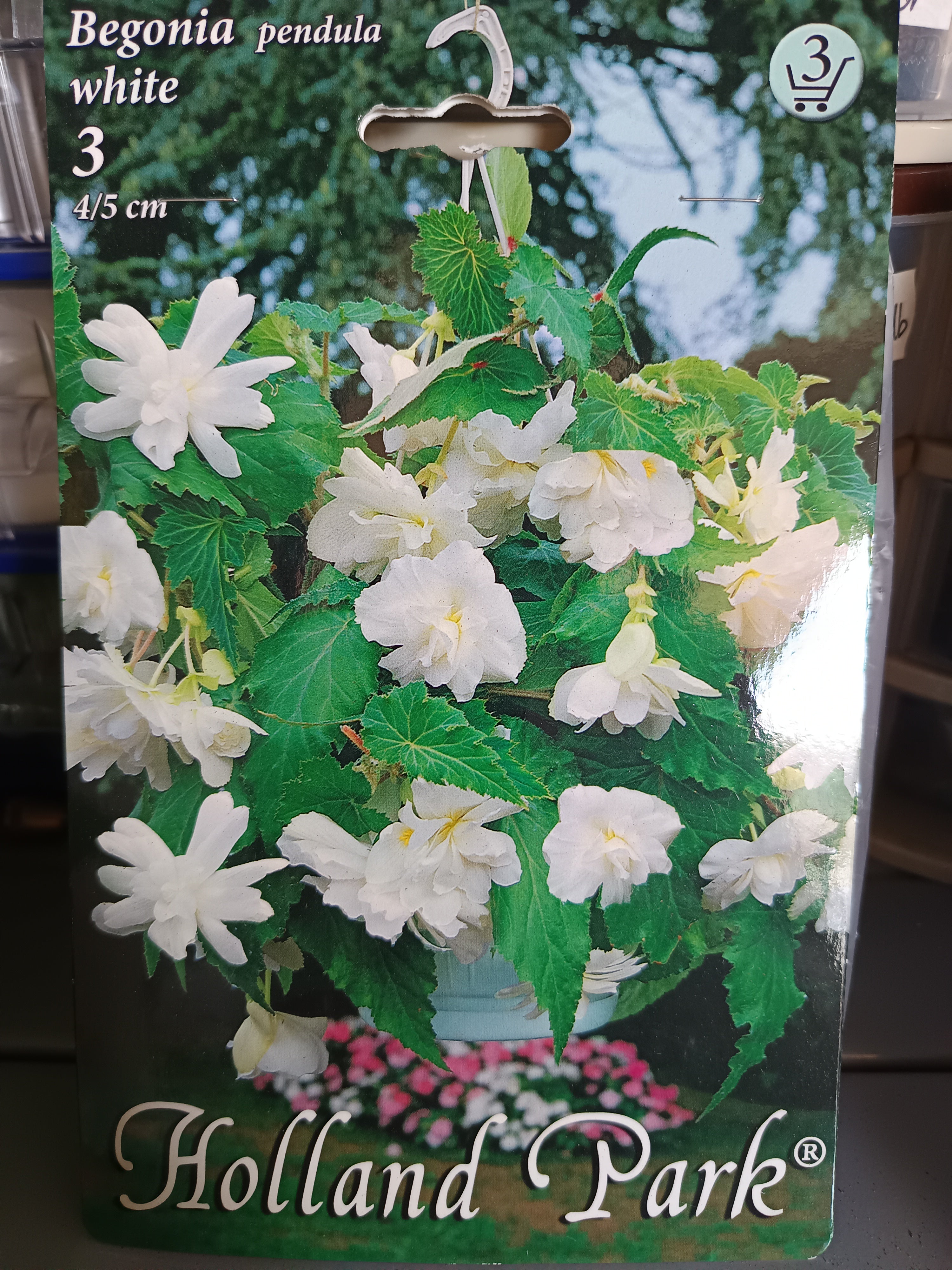 Virághagyma Begonia pendula White 3db