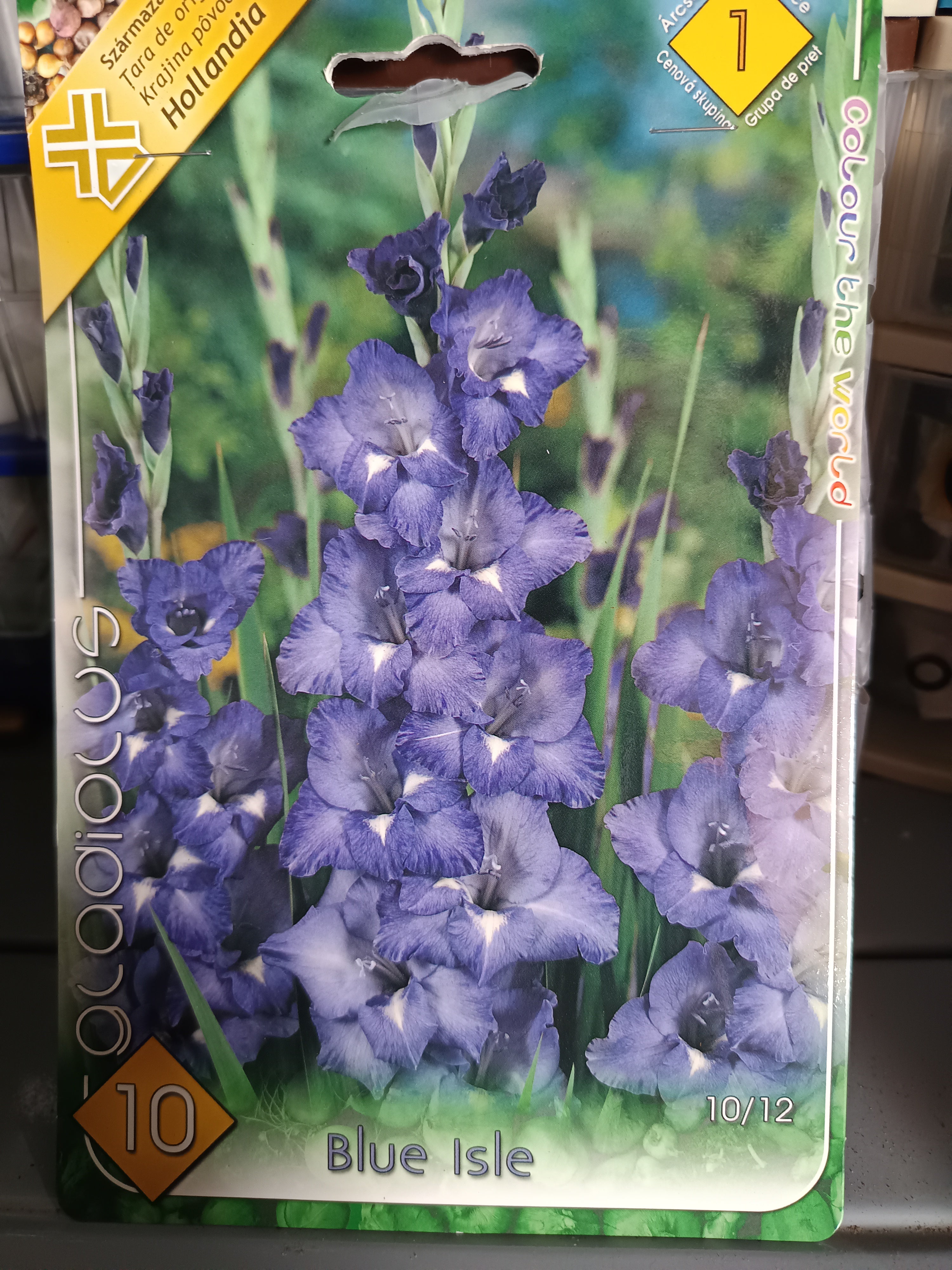 Virághagyma Kardvirág Blue Isle 10db