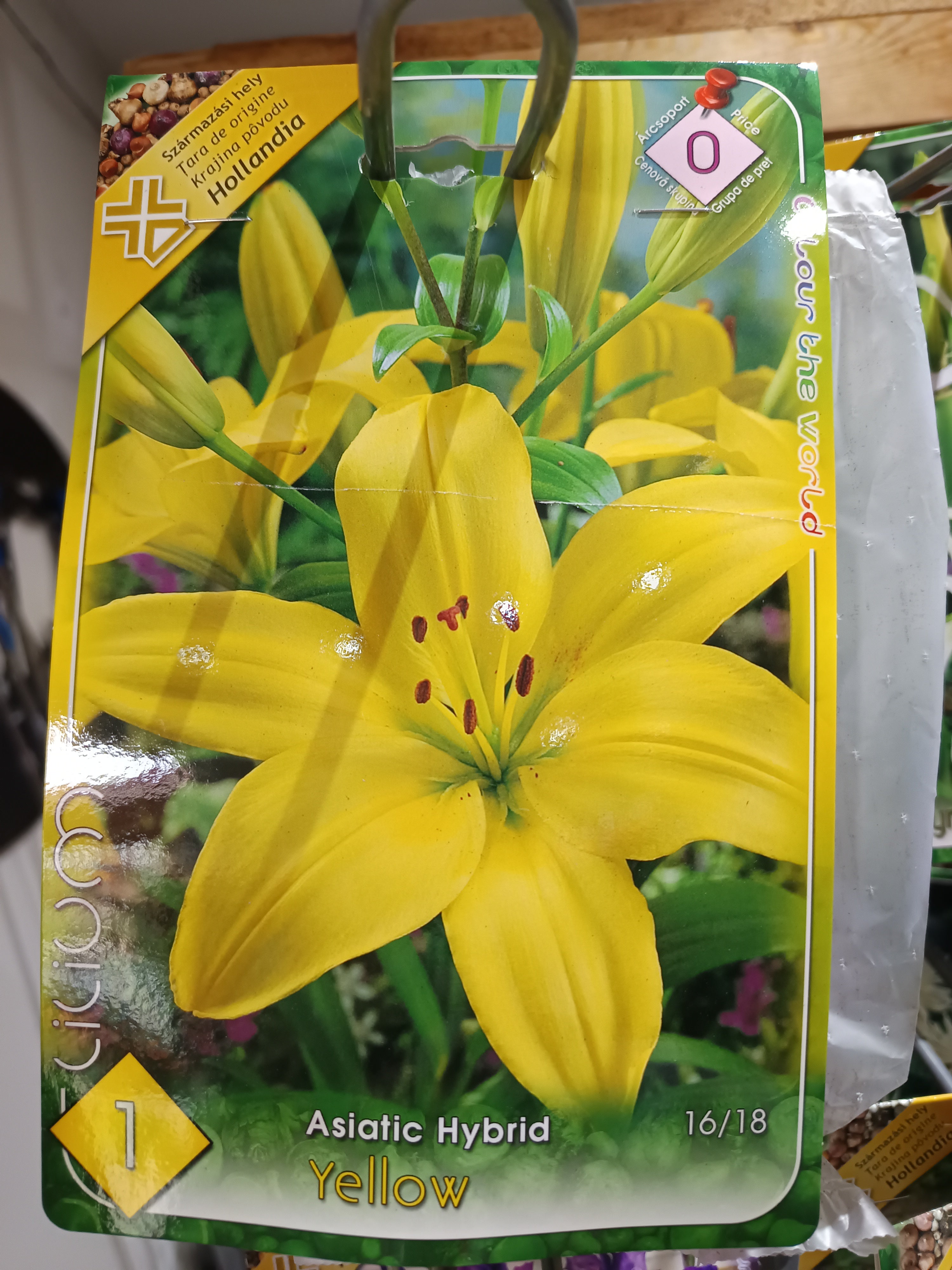 Liliom Asiatic hybrid Yellow 1db