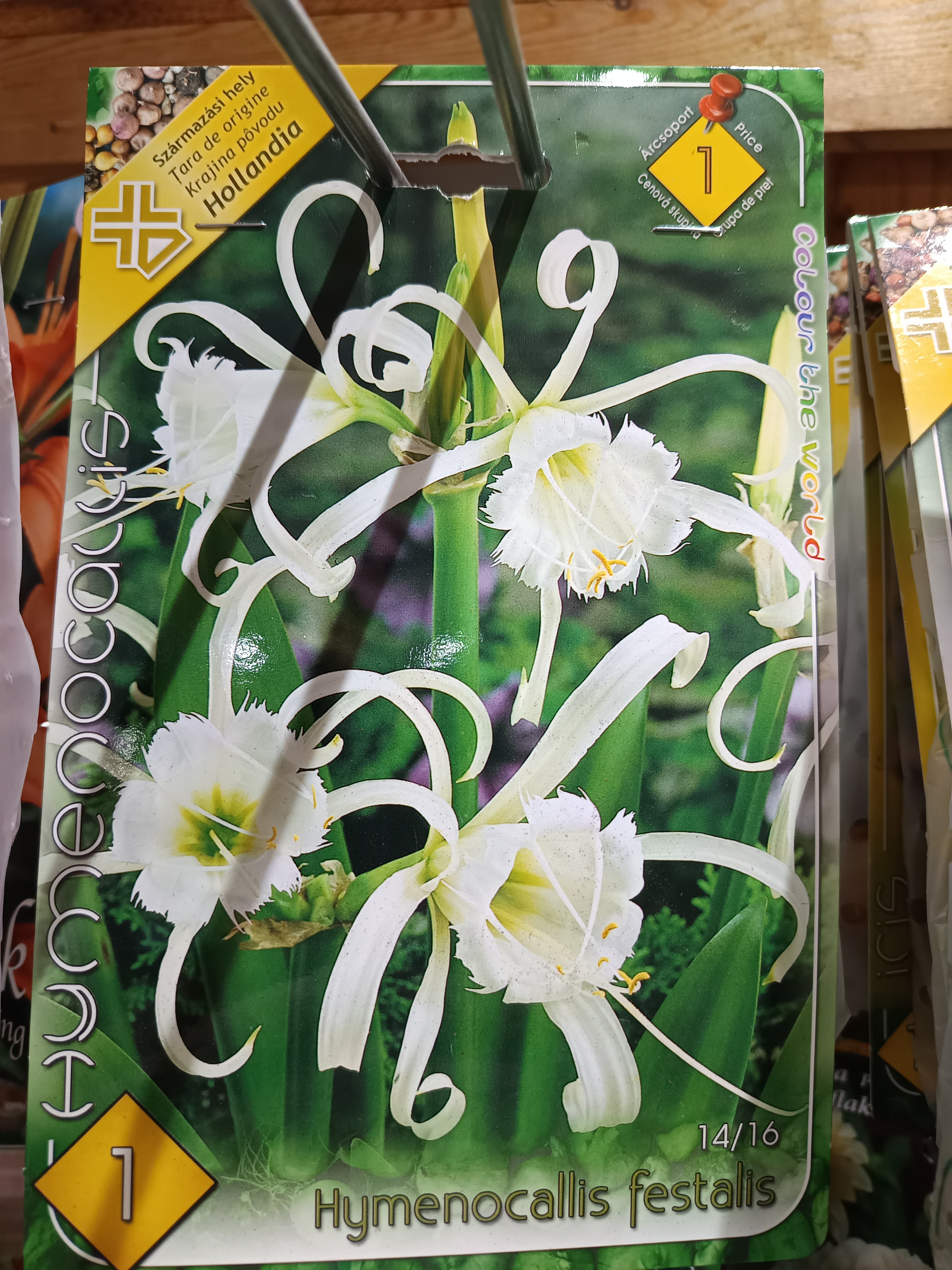 Pókliliom Hymenocallis festalis