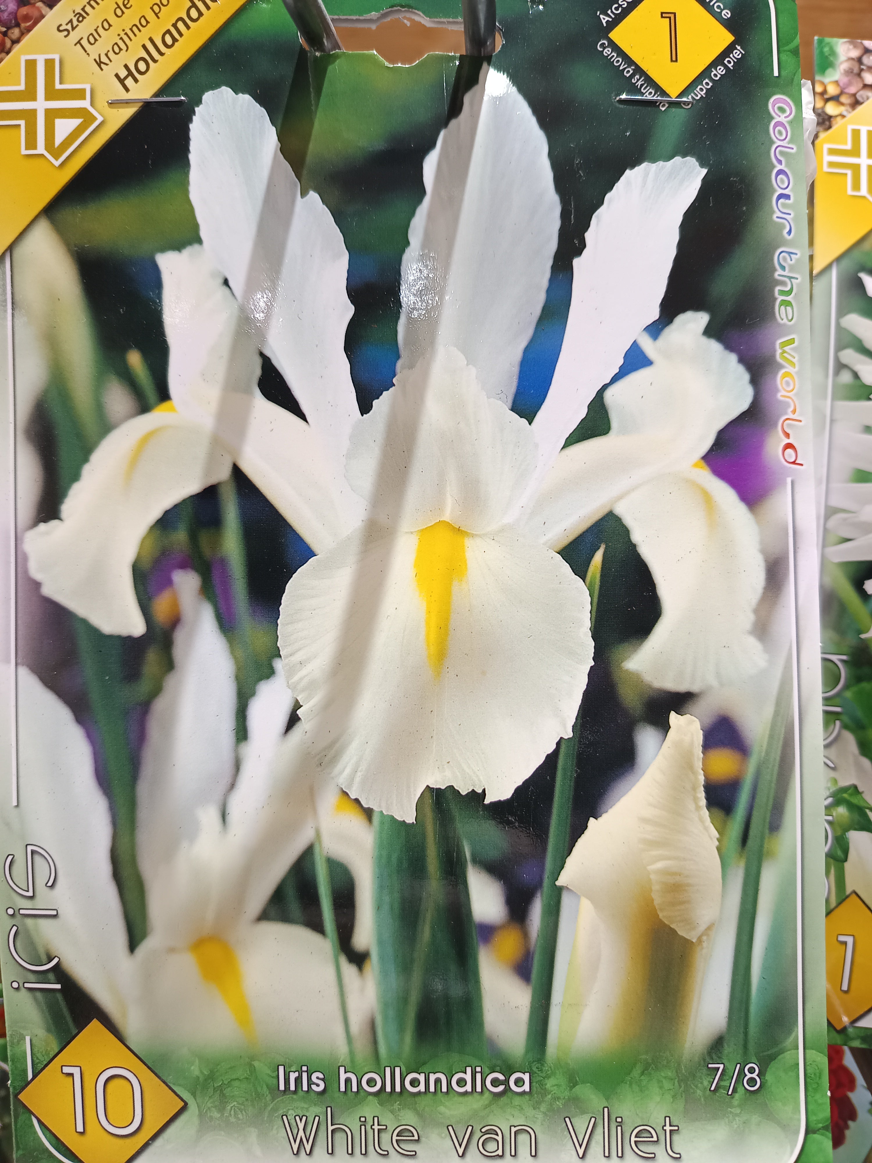 Írisz hollandica White van vliet 10db