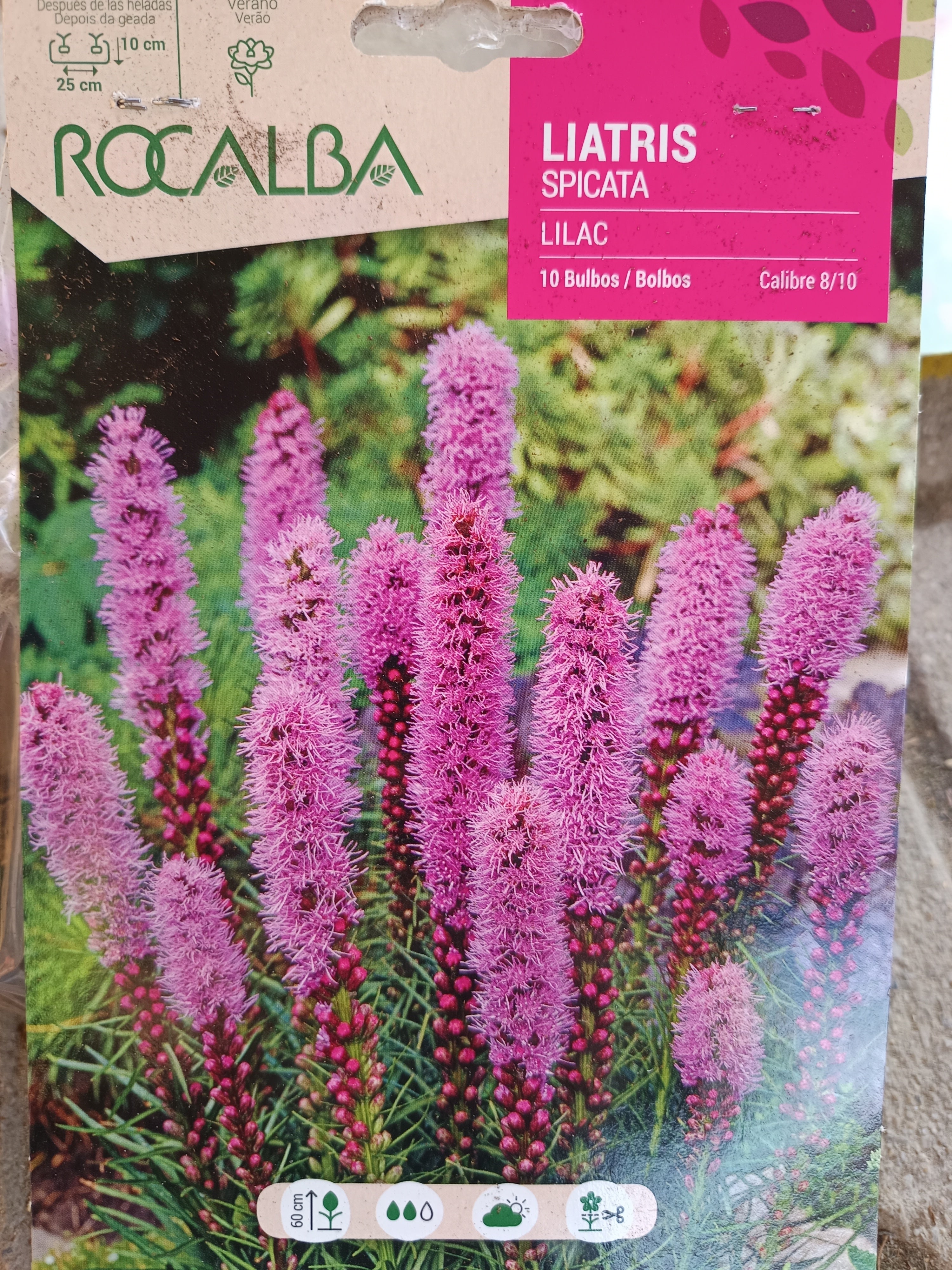 Liatris