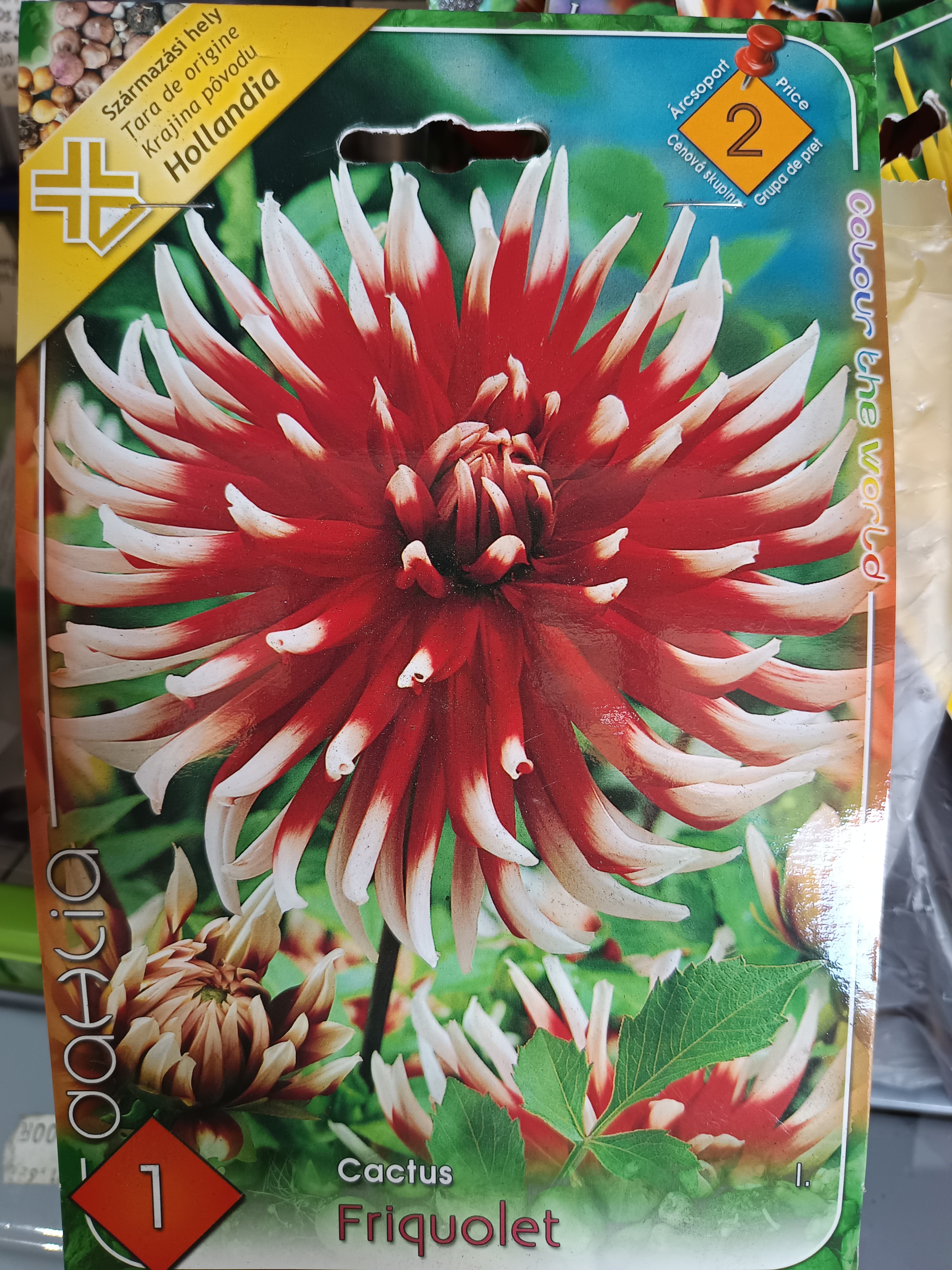 Virághagyma Dália kaktusz Friquolet 1db