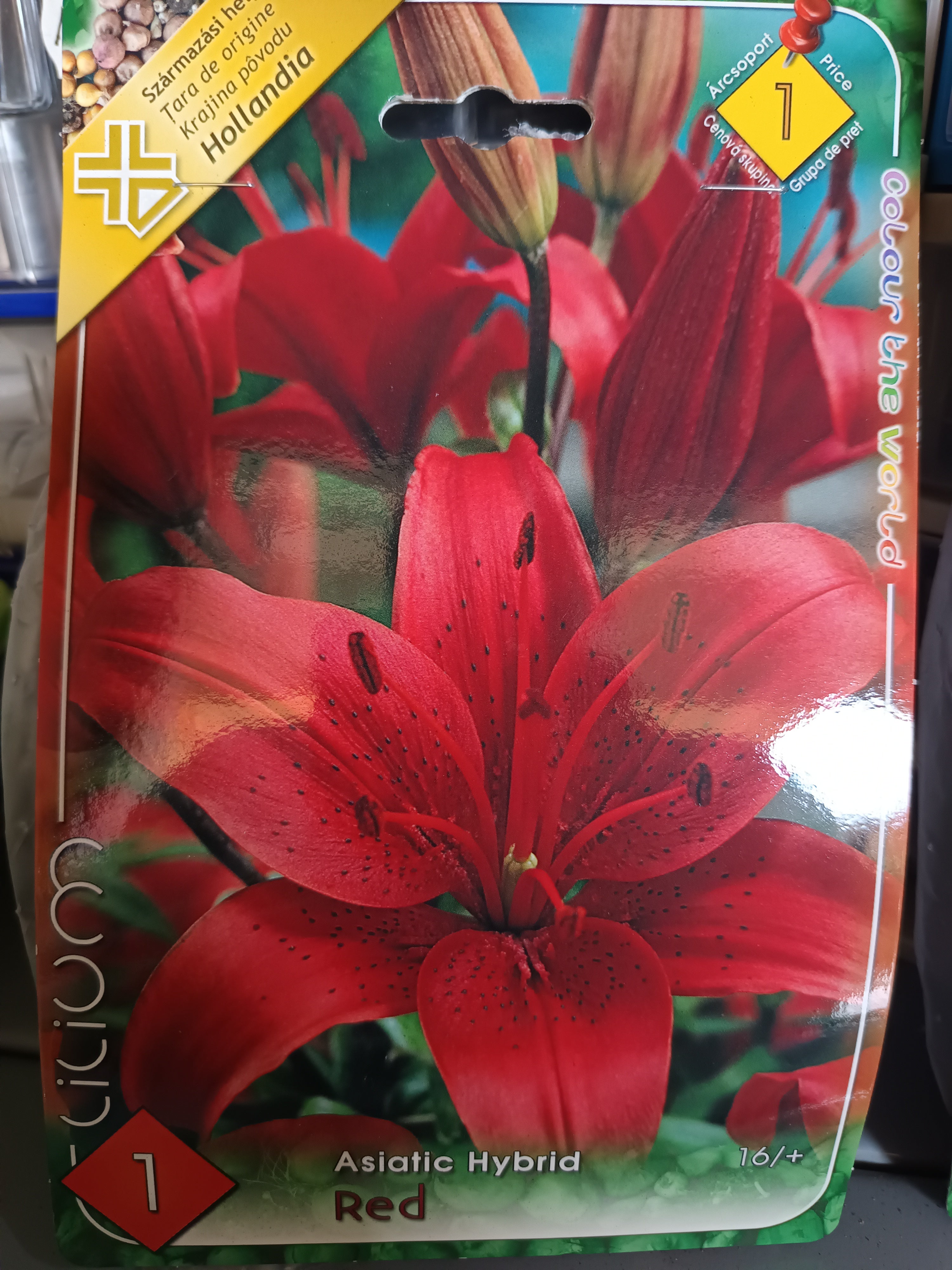 Virághagyma Liliom Asiatic Hybrid Red 1db