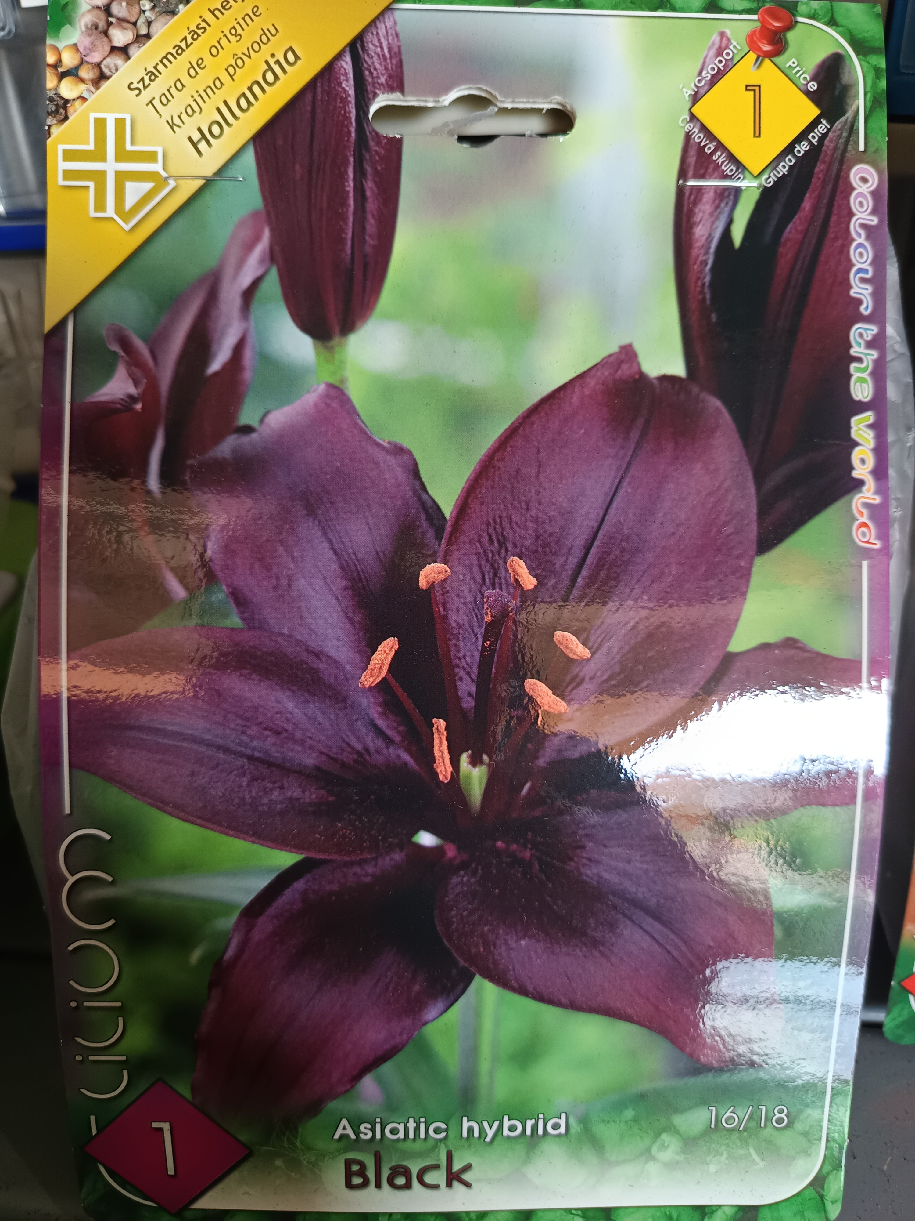 Virághagyma Liliom Asiatic hybrid Black 1db