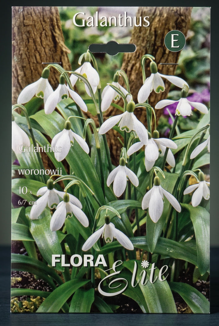 Hóvirág (nemesített) virághagyma GALANTHUS WORONOWII