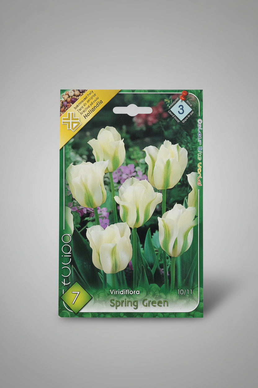 Őszi tulipán virághagyma spring green
