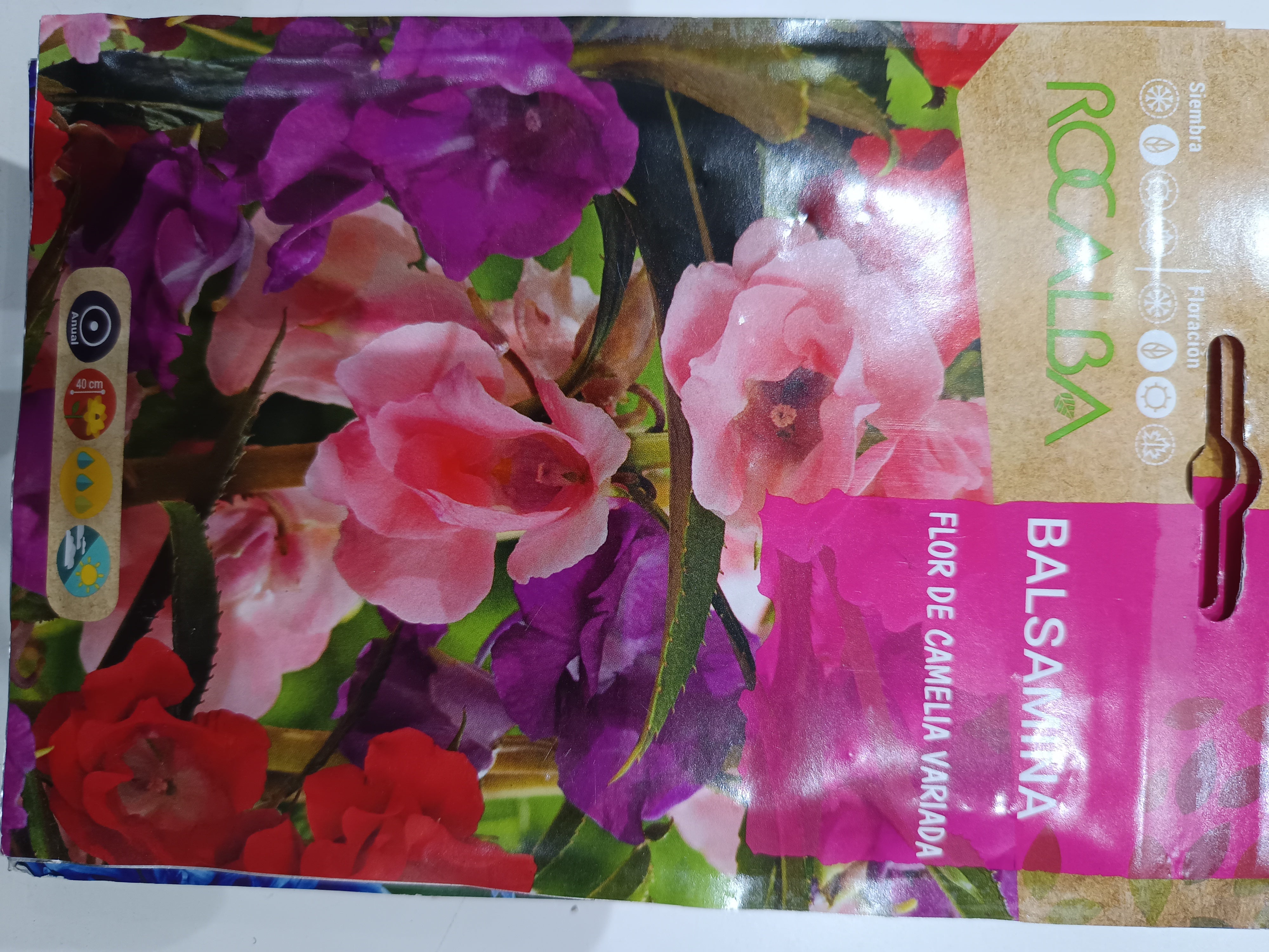 Nebáncsvirág -camelia virágú