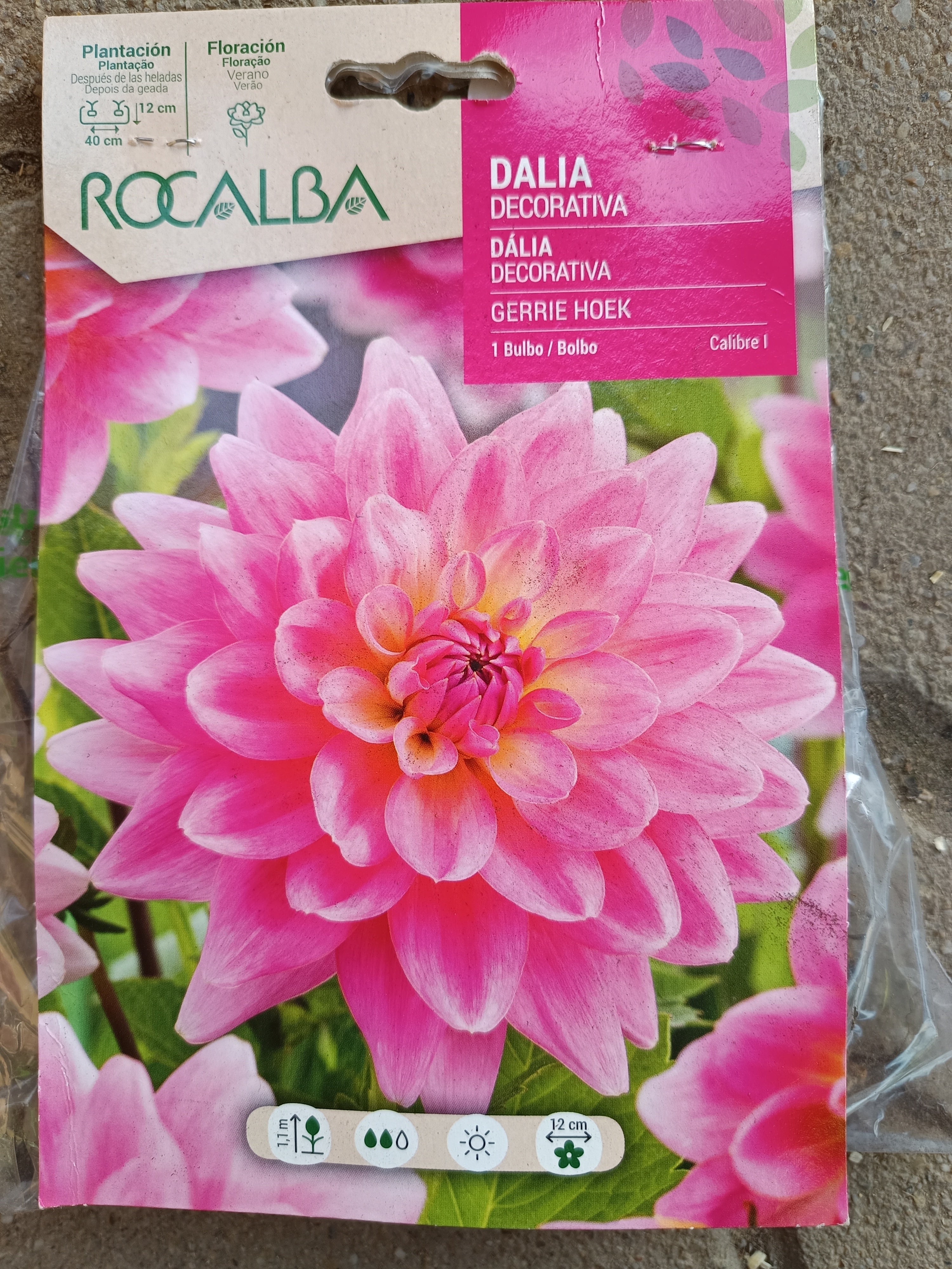 Dália decorativa
