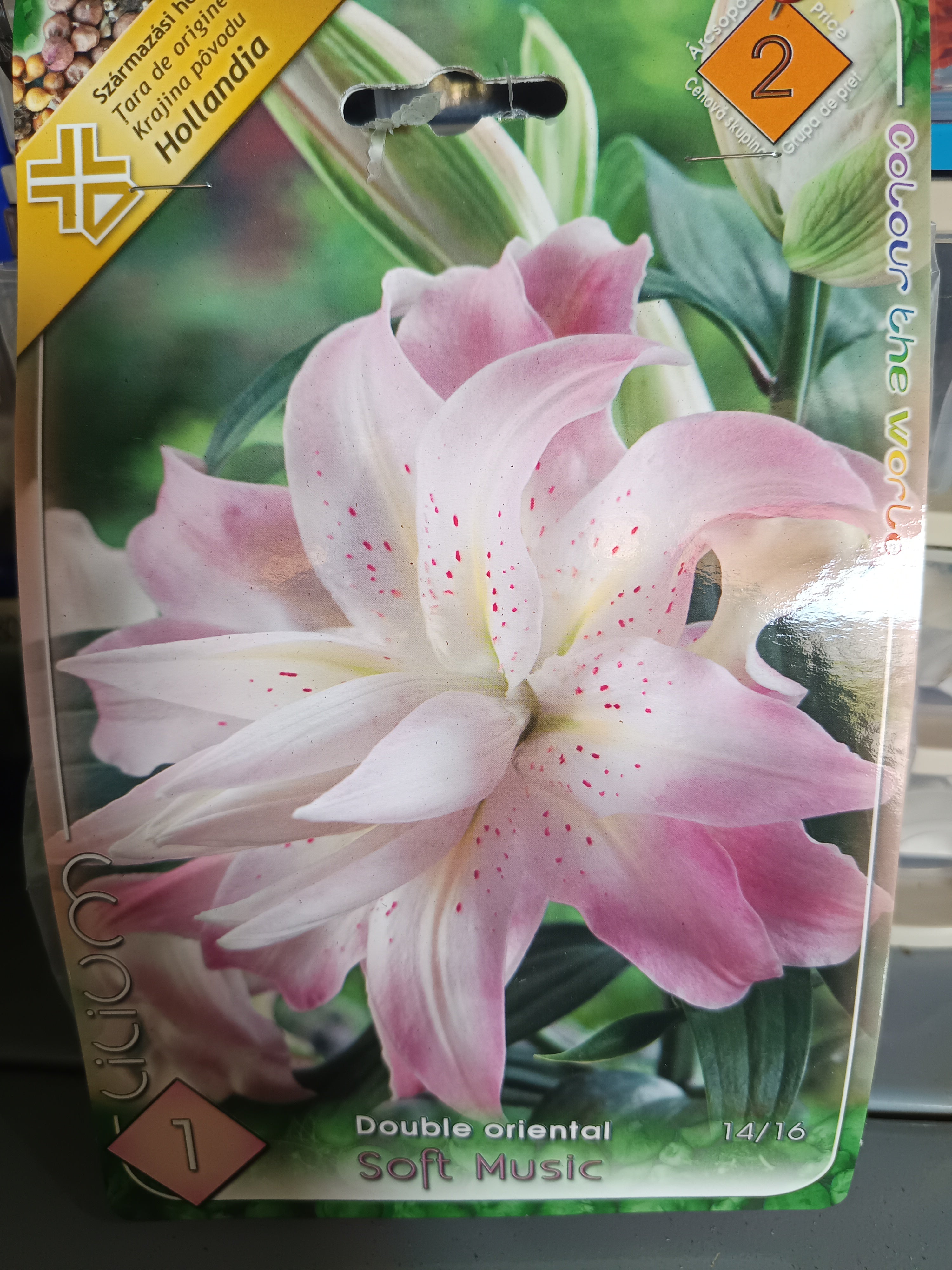 Virághagyma Liliom Double Oriental Soft music 1db